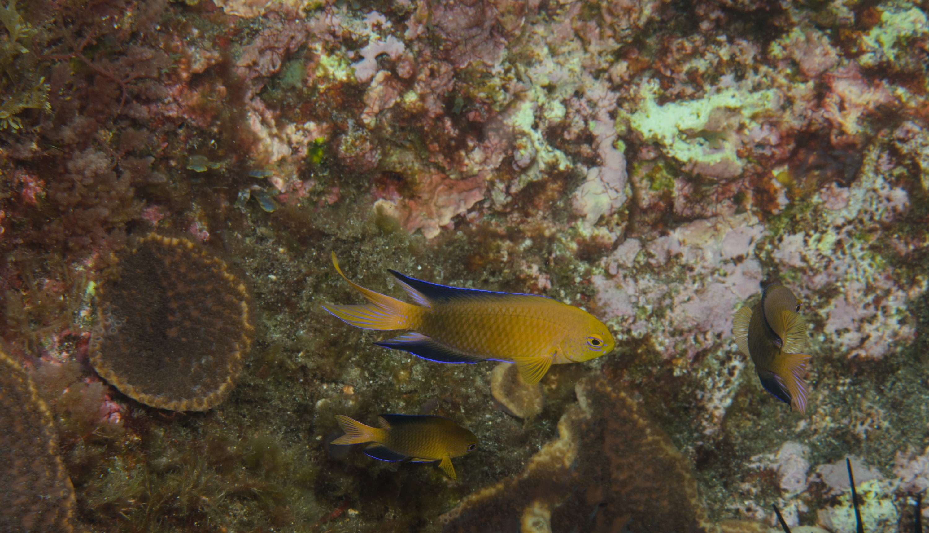 DSC_1286 – 2016, Chrisiptera, Easter, Island, Kermadec, NIWA, New, October 16, RV, Zealand, crispin, demoiselles, expedition, kermadecs, marine, nz, ocean, rapanui, reserve, sanctuary, seacology, seacologynz, tangaroa