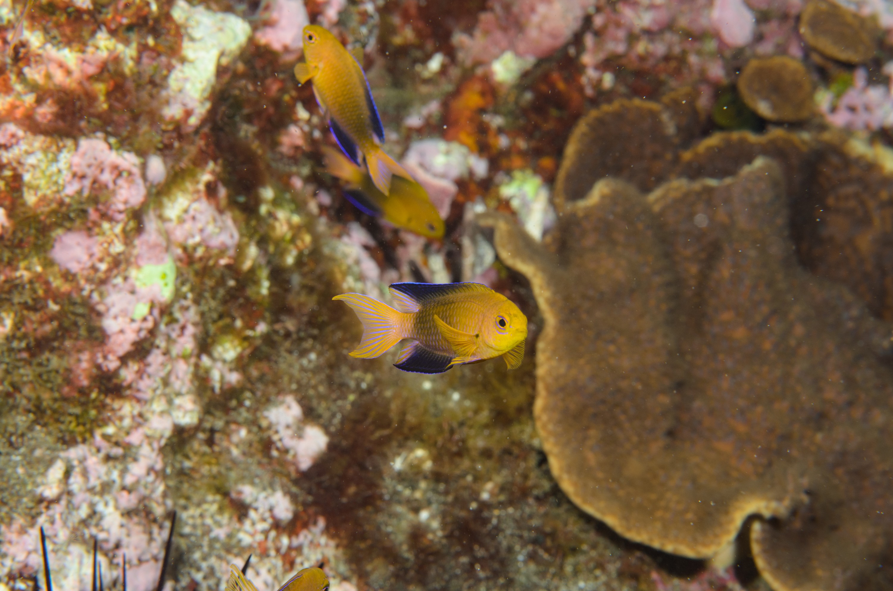 DSC_1291 – 2016, Chrisiptera, Easter, Island, Kermadec, NIWA, New, October 16, RV, Zealand, crispin, demoiselles, expedition, kermadecs, marine, nz, ocean, rapanui, reserve, sanctuary, seacology, seacologynz, tangaroa