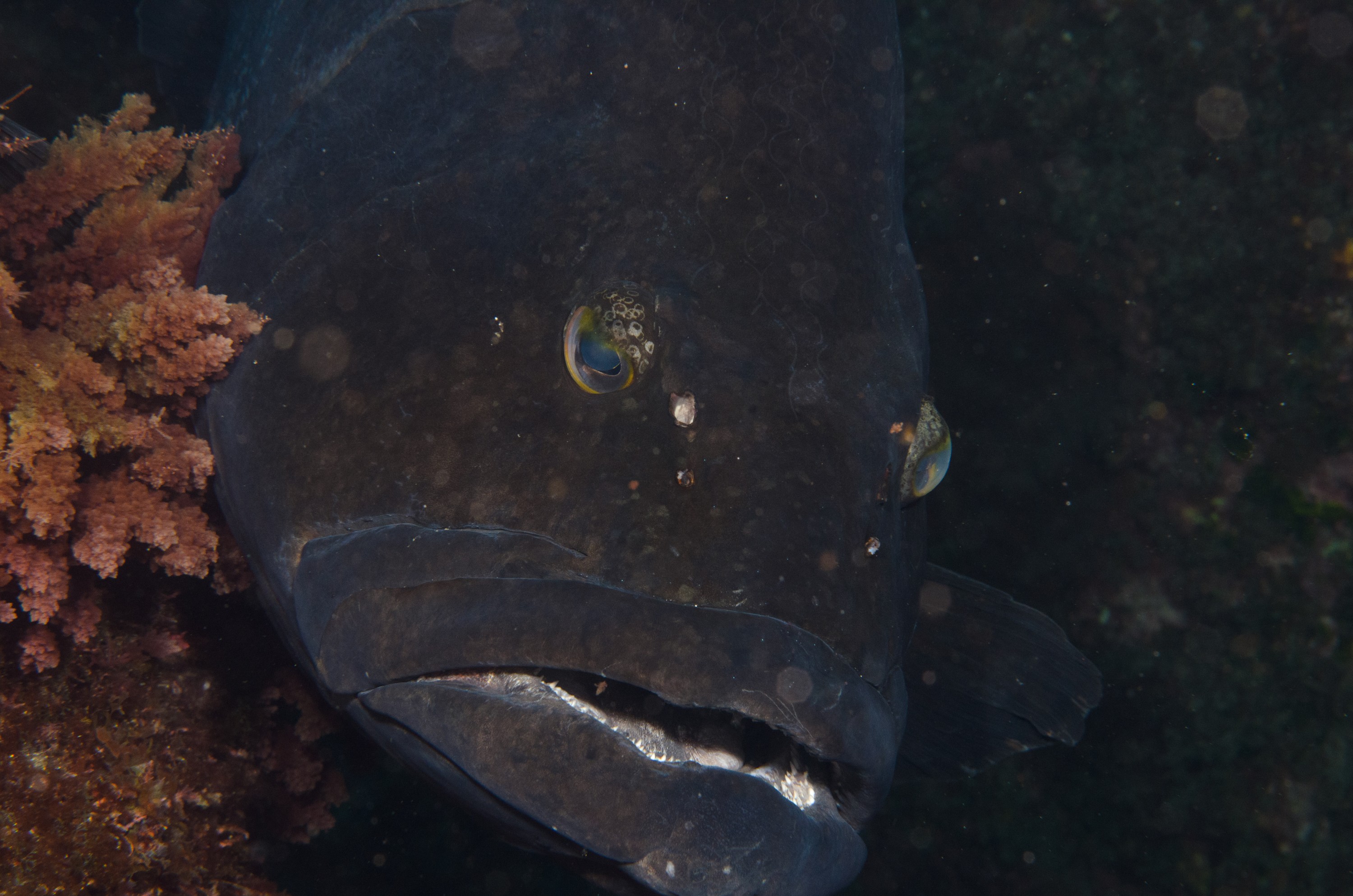 DSC_1293 – 2016, Epinephelus, Kermadec, NIWA, New, October 16, RV, Zealand, black, crispin, daemelii, expedition, grouper, kermadecs, marine, nz, ocean, reserve, sanctuary, seacology, seacologynz, spotted, tangaroa