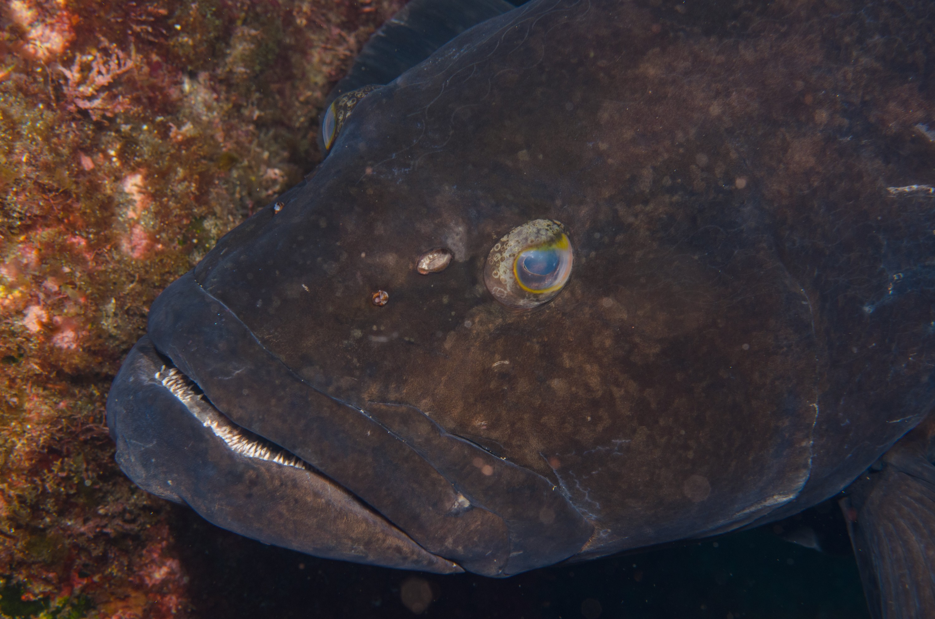 DSC_1295 – 2016, Epinephelus, Kermadec, NIWA, New, October 16, RV, Zealand, black, crispin, daemelii, expedition, grouper, kermadecs, marine, nz, ocean, reserve, sanctuary, seacology, seacologynz, spotted, tangaroa