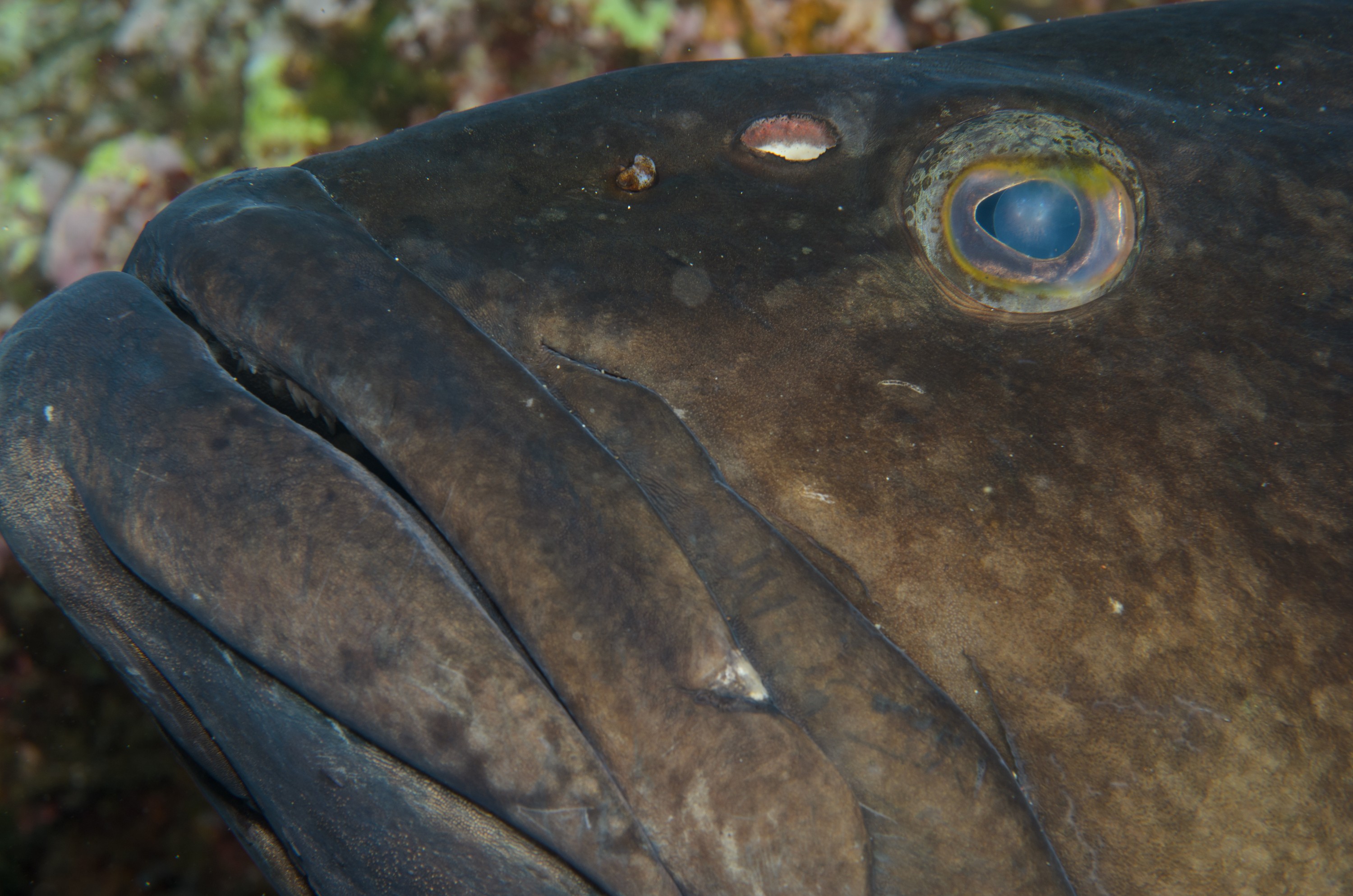 DSC_1299 – 2016, Epinephelus, Kermadec, NIWA, New, October 16, RV, Zealand, black, crispin, daemelii, expedition, grouper, kermadecs, marine, nz, ocean, reserve, sanctuary, seacology, seacologynz, spotted, tangaroa