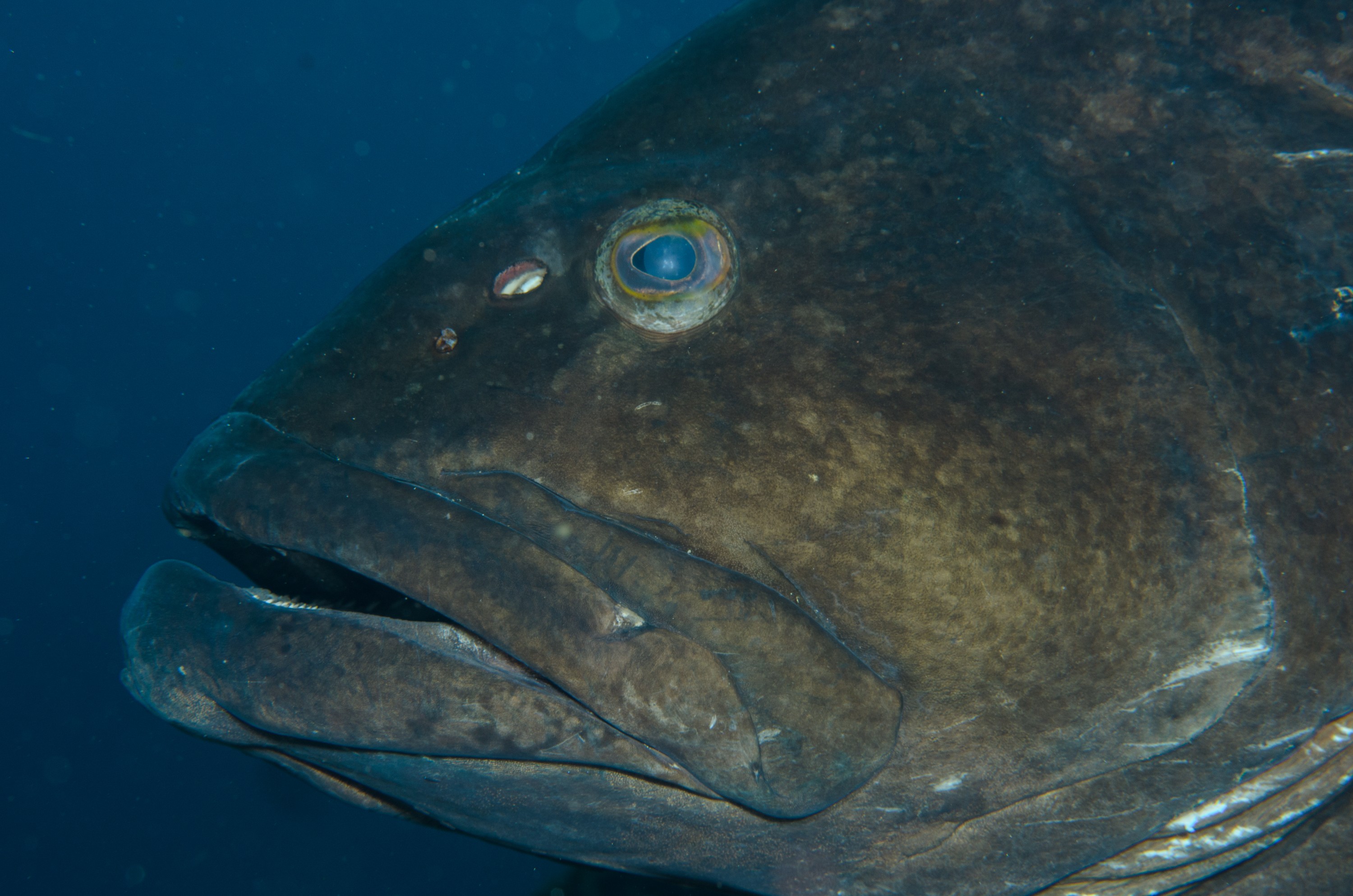 DSC_1301 – 2016, Epinephelus, Kermadec, NIWA, New, October 16, RV, Zealand, black, crispin, daemelii, expedition, grouper, kermadecs, marine, nz, ocean, reserve, sanctuary, seacology, seacologynz, spotted, tangaroa