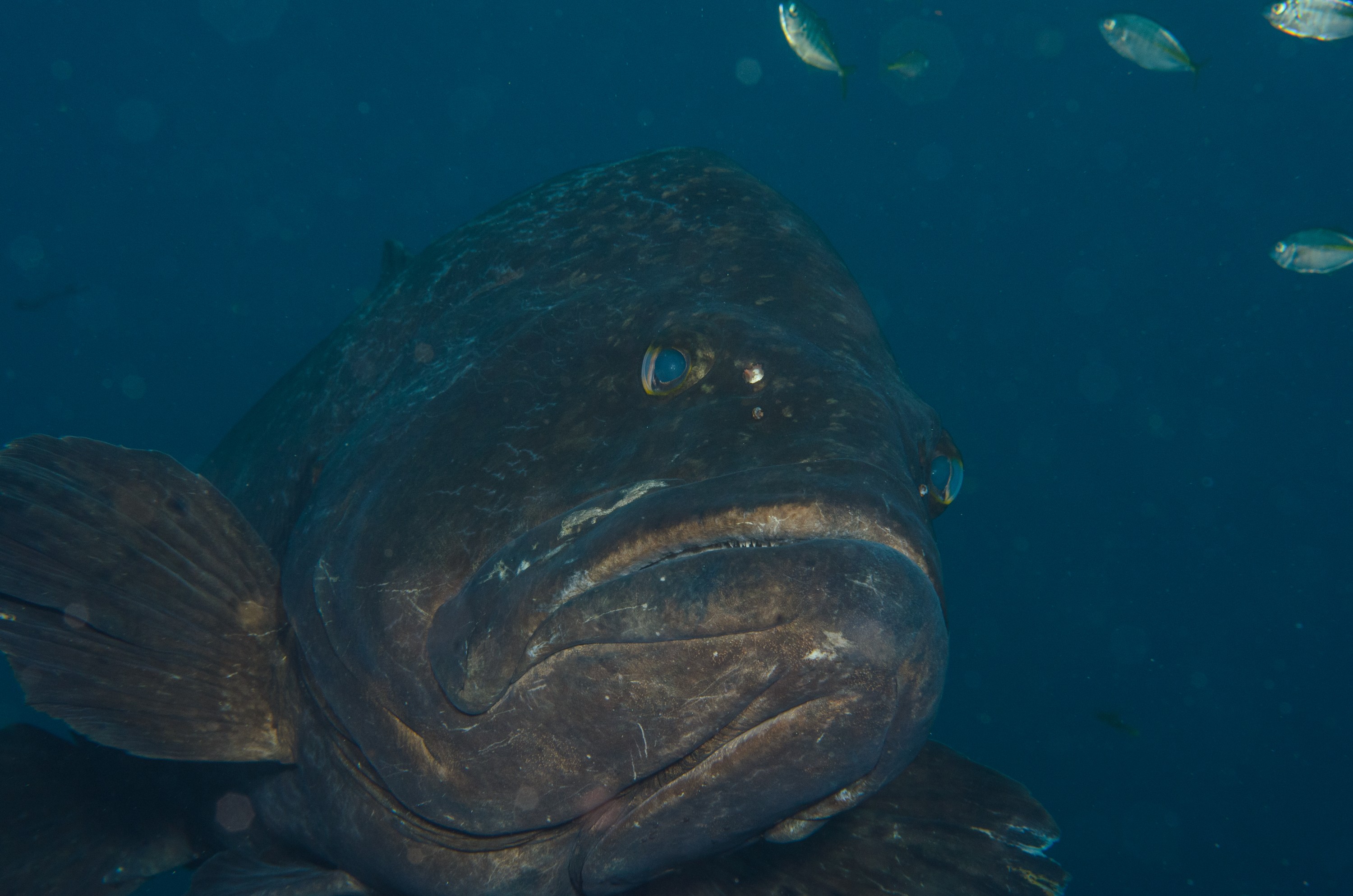 DSC_1310 – 2016, Epinephelus, Kermadec, NIWA, New, October 16, RV, Zealand, black, crispin, daemelii, expedition, grouper, kermadecs, marine, nz, ocean, reserve, sanctuary, seacology, seacologynz, spotted, tangaroa