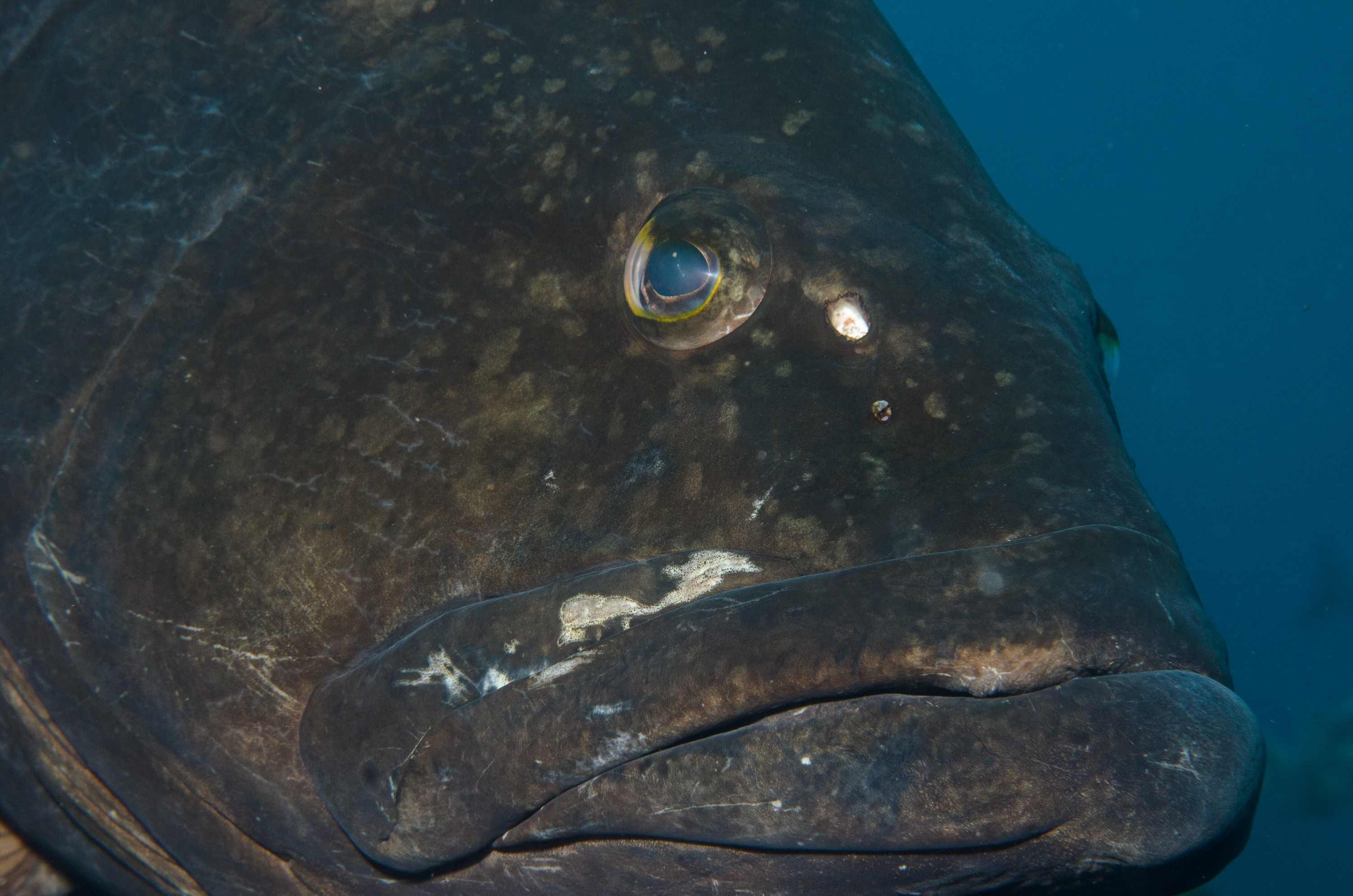 DSC_1312 – 2016, Epinephelus, Kermadec, NIWA, New, October 16, RV, Zealand, black, crispin, daemelii, expedition, grouper, kermadecs, marine, nz, ocean, reserve, sanctuary, seacology, seacologynz, spotted, tangaroa