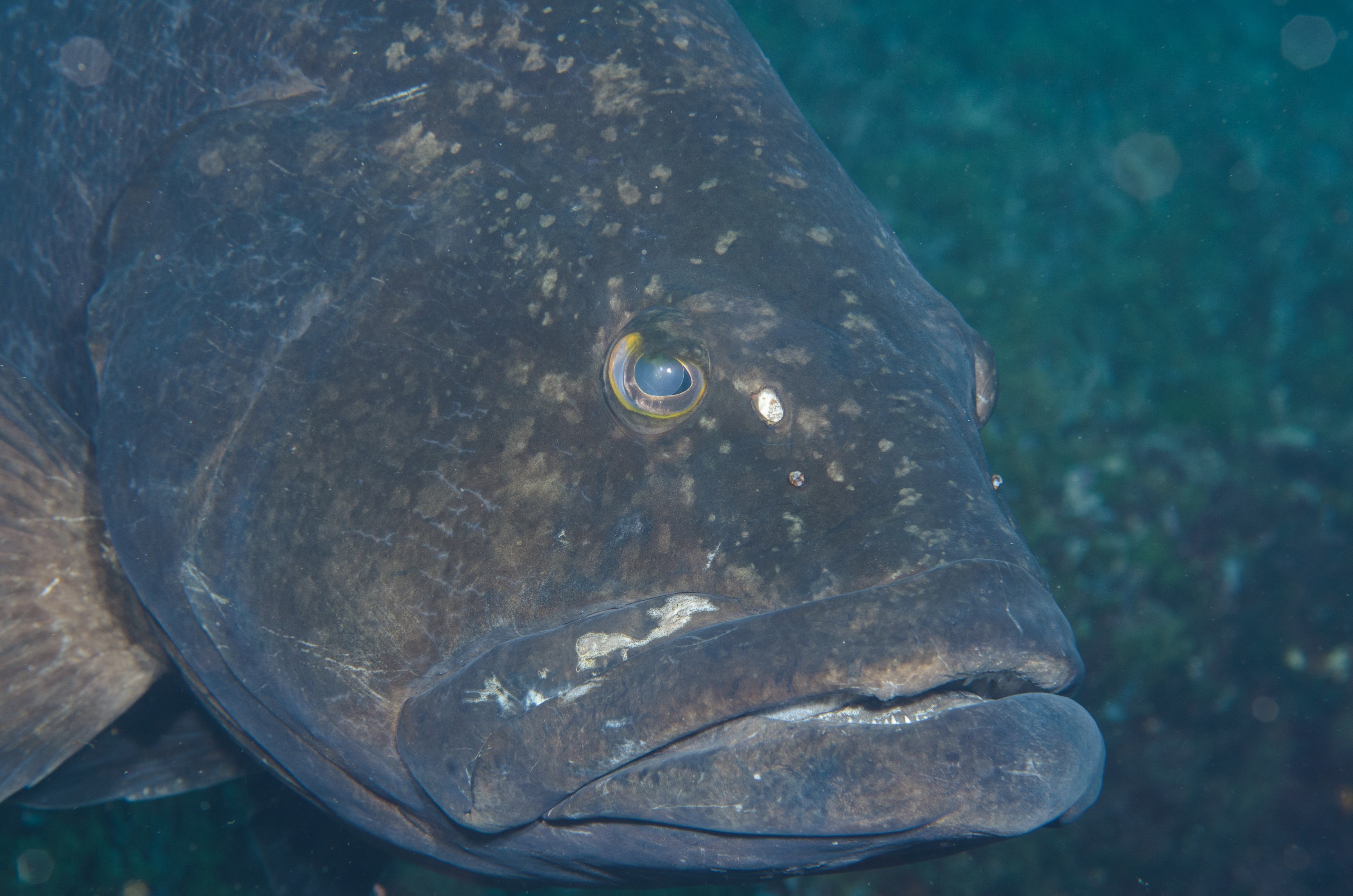 DSC_1314 – 2016, Epinephelus, Kermadec, NIWA, New, October 16, RV, Zealand, black, crispin, daemelii, expedition, grouper, kermadecs, marine, nz, ocean, reserve, sanctuary, seacology, seacologynz, spotted, tangaroa