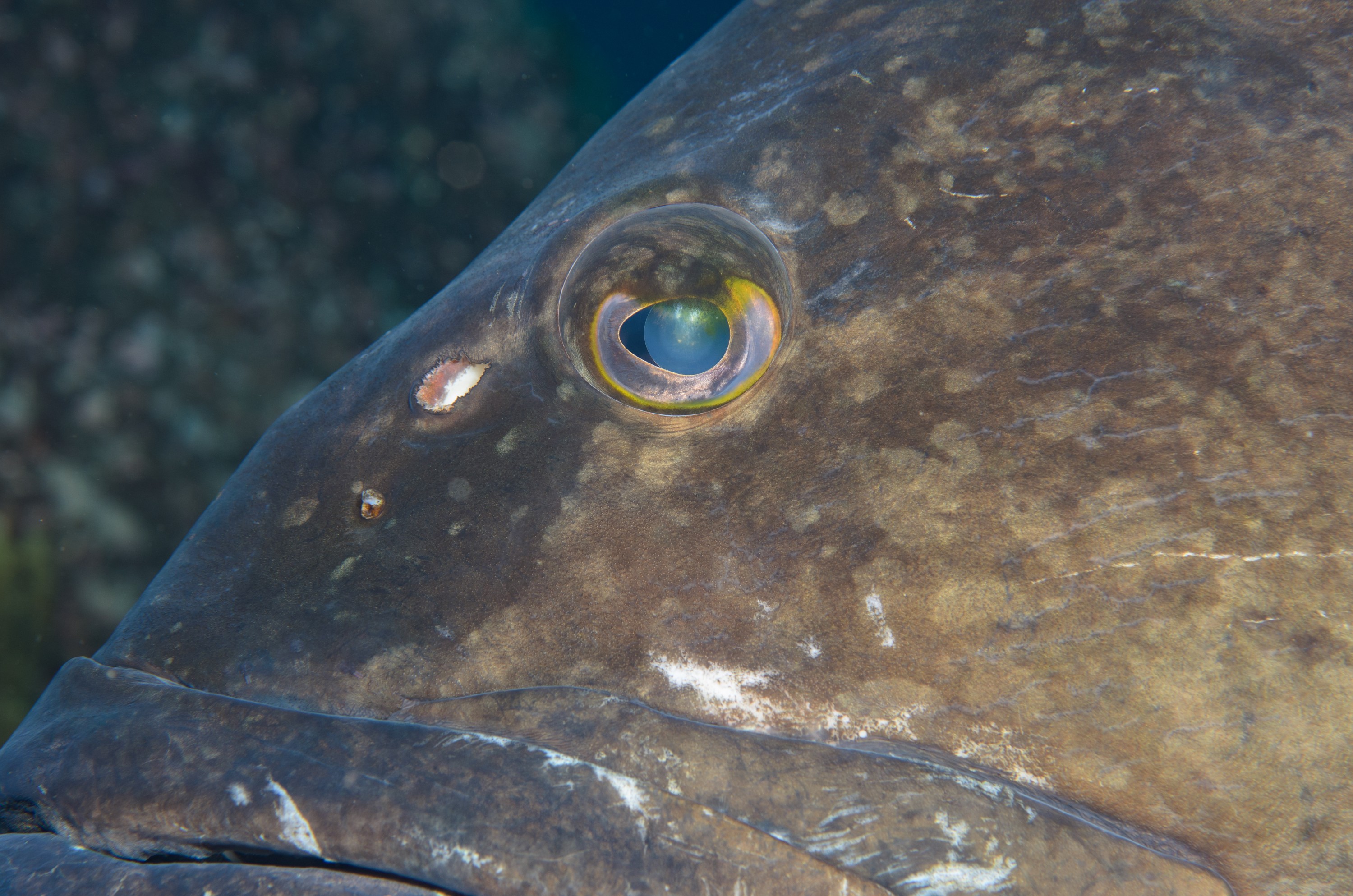DSC_1315 – 2016, Epinephelus, Kermadec, NIWA, New, October 16, RV, Zealand, black, crispin, daemelii, expedition, grouper, kermadecs, marine, nz, ocean, reserve, sanctuary, seacology, seacologynz, spotted, tangaroa