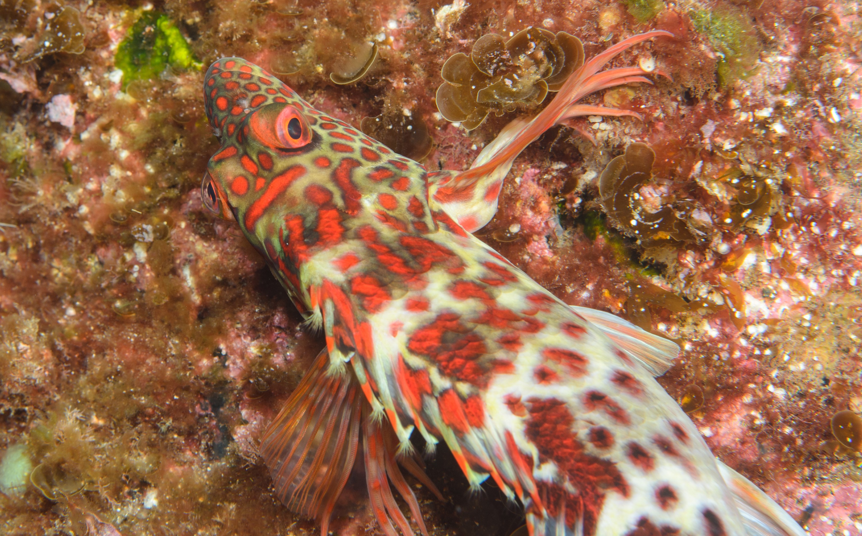 DSC_1326 – 2016, Cirrhitus, Kermadec, NIWA, New, October 16, RV, Splendid, Zealand, crispin, expedition, hawkfish, kermadecs, marine, nz, ocean, reserve, sanctuary, seacology, seacologynz, splendens, tangaroa