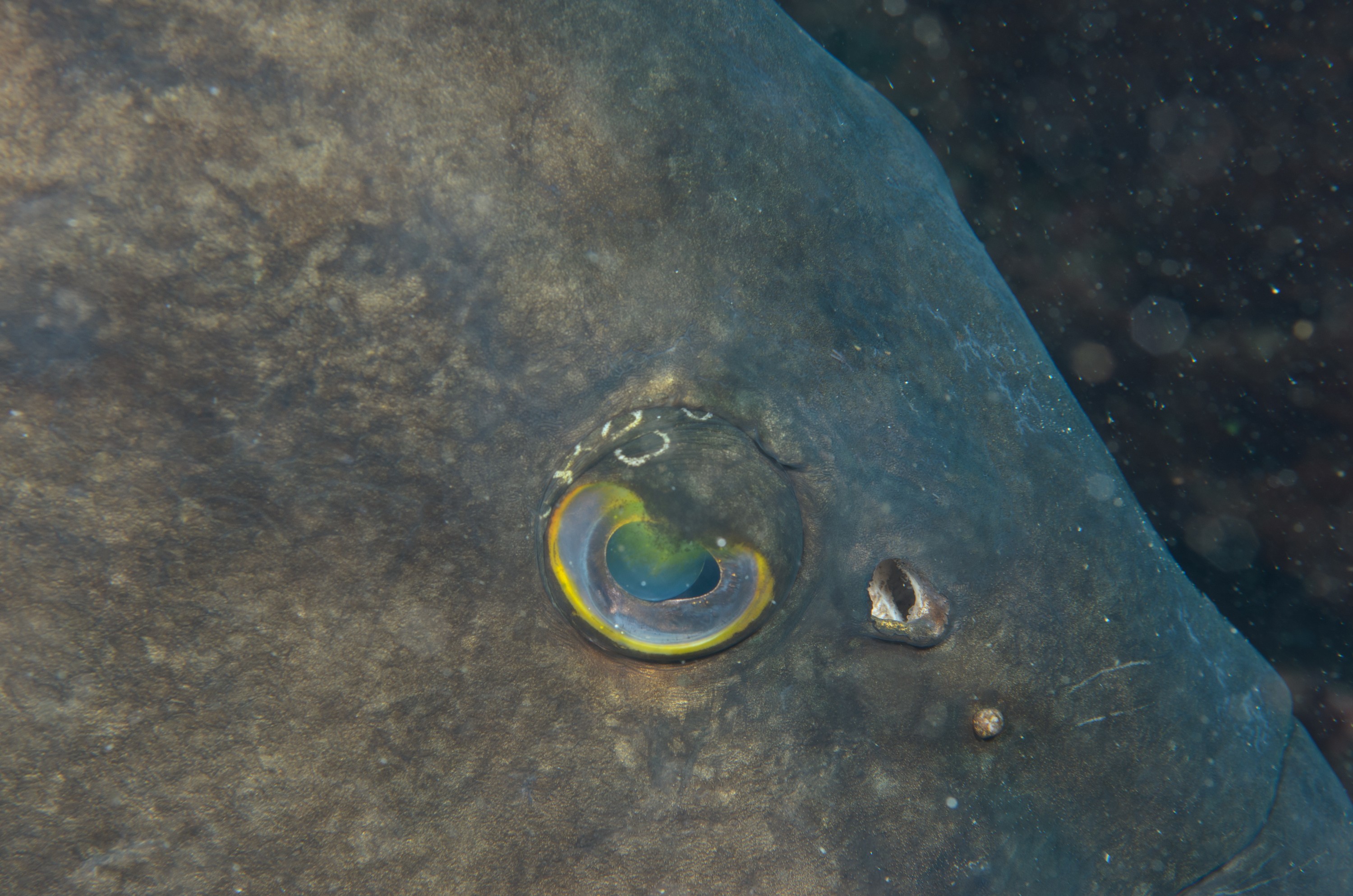 DSC_1359 – 2016, Epinephelus, Kermadec, NIWA, New, October 16, RV, Zealand, black, crispin, daemelii, expedition, grouper, kermadecs, marine, nz, ocean, reserve, sanctuary, seacology, seacologynz, spotted, tangaroa