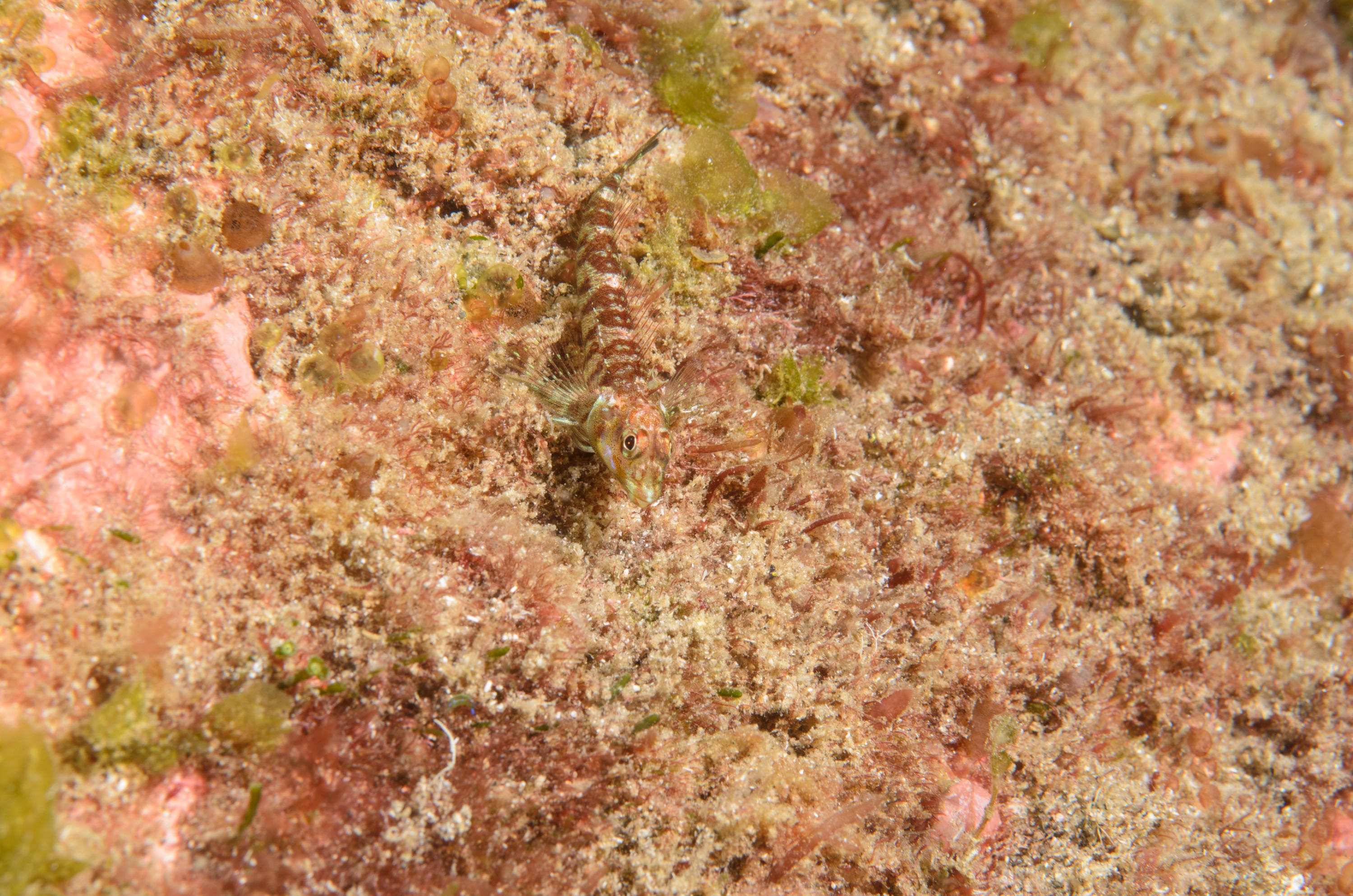 DSC_1374 – 2016, Enneapterygius, Kermadec, NIWA, New, October 16, RV, Zealand, crispin, expedition, kermadecensis, kermadecs, marine, nz, ocean, reserve, sanctuary, seacology, seacologynz, tangaroa, triplefin