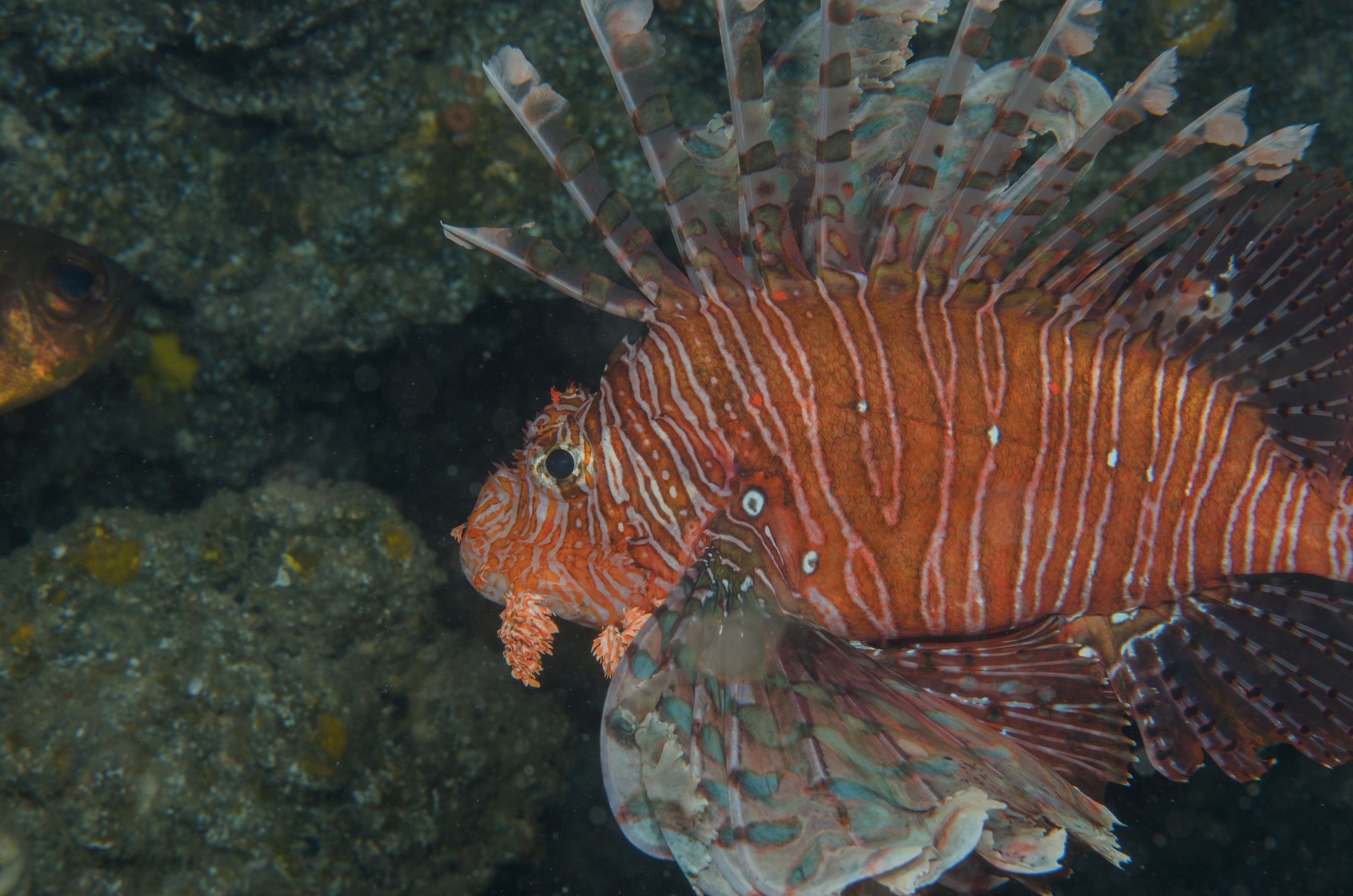 DSC_1379 – 2016, Kermadec, NIWA, New, October 16, Pterois, RV, Zealand, crispin, expedition, kermadecs, lionfish, marine, nz, ocean, reserve, sanctuary, seacology, seacologynz, tangaroa, volitans