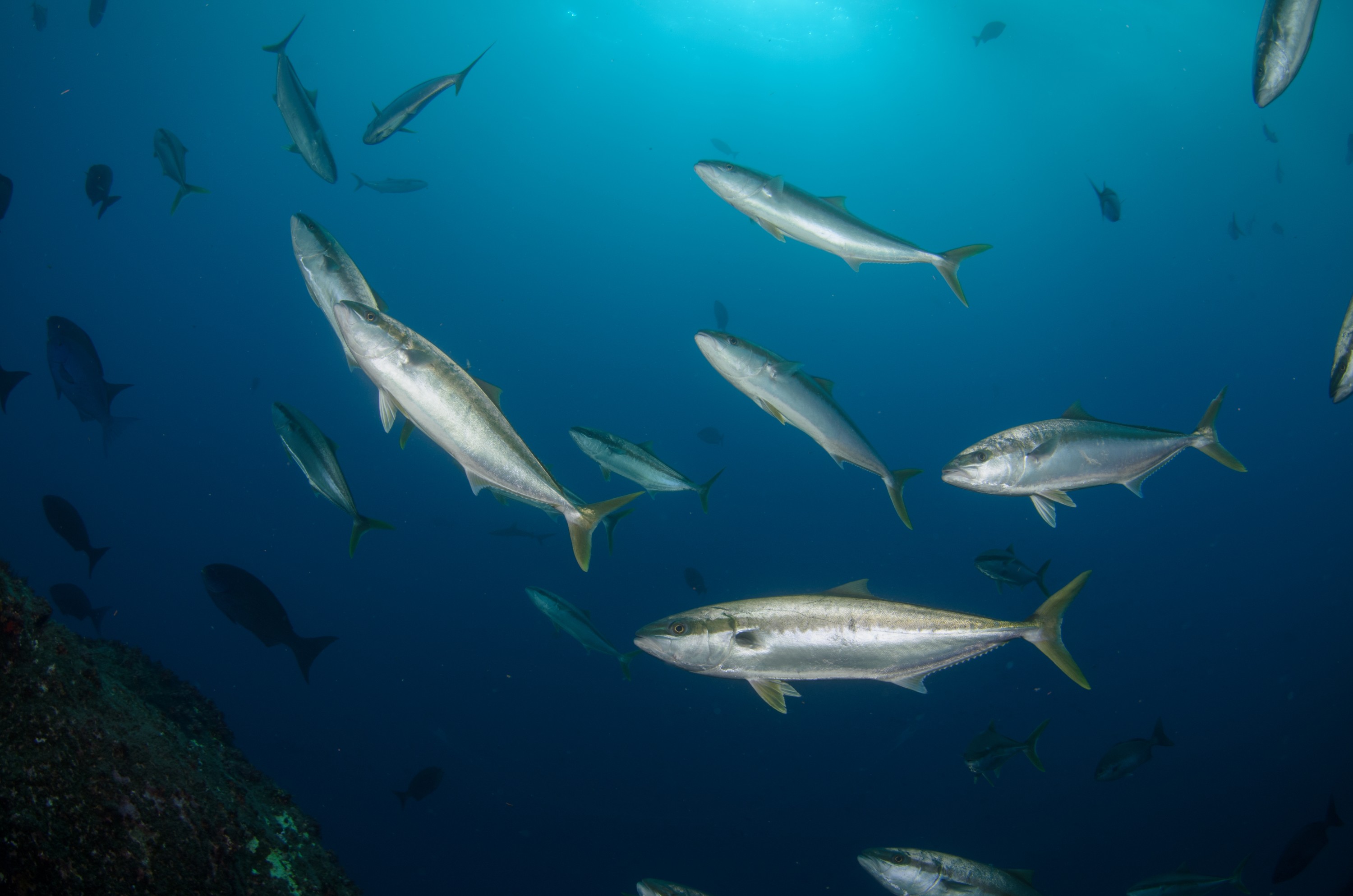 DSC_1465 – 2016, Kermadec, NIWA, New, October 16, RV, Seriola, Zealand, crispin, expedition, kermadecs, kingfish, lalandi, marine, nz, ocean, reserve, sanctuary, seacology, seacologynz, tangaroa