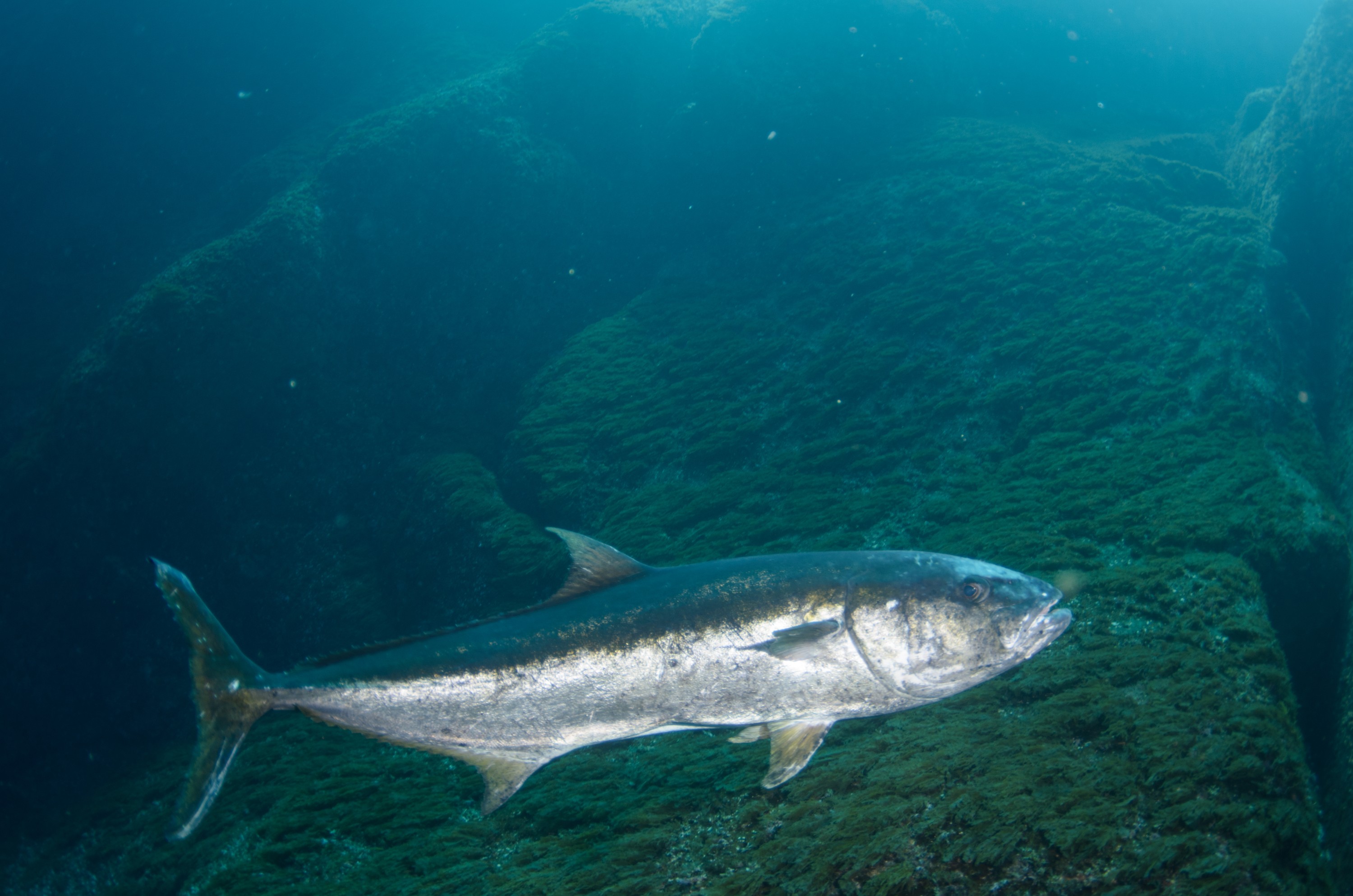 DSC_1539 – 2016, Kermadec, NIWA, New, October 16, RV, Seriola, Zealand, crispin, expedition, kermadecs, kingfish, lalandi, marine, nz, ocean, reserve, sanctuary, seacology, seacologynz, tangaroa