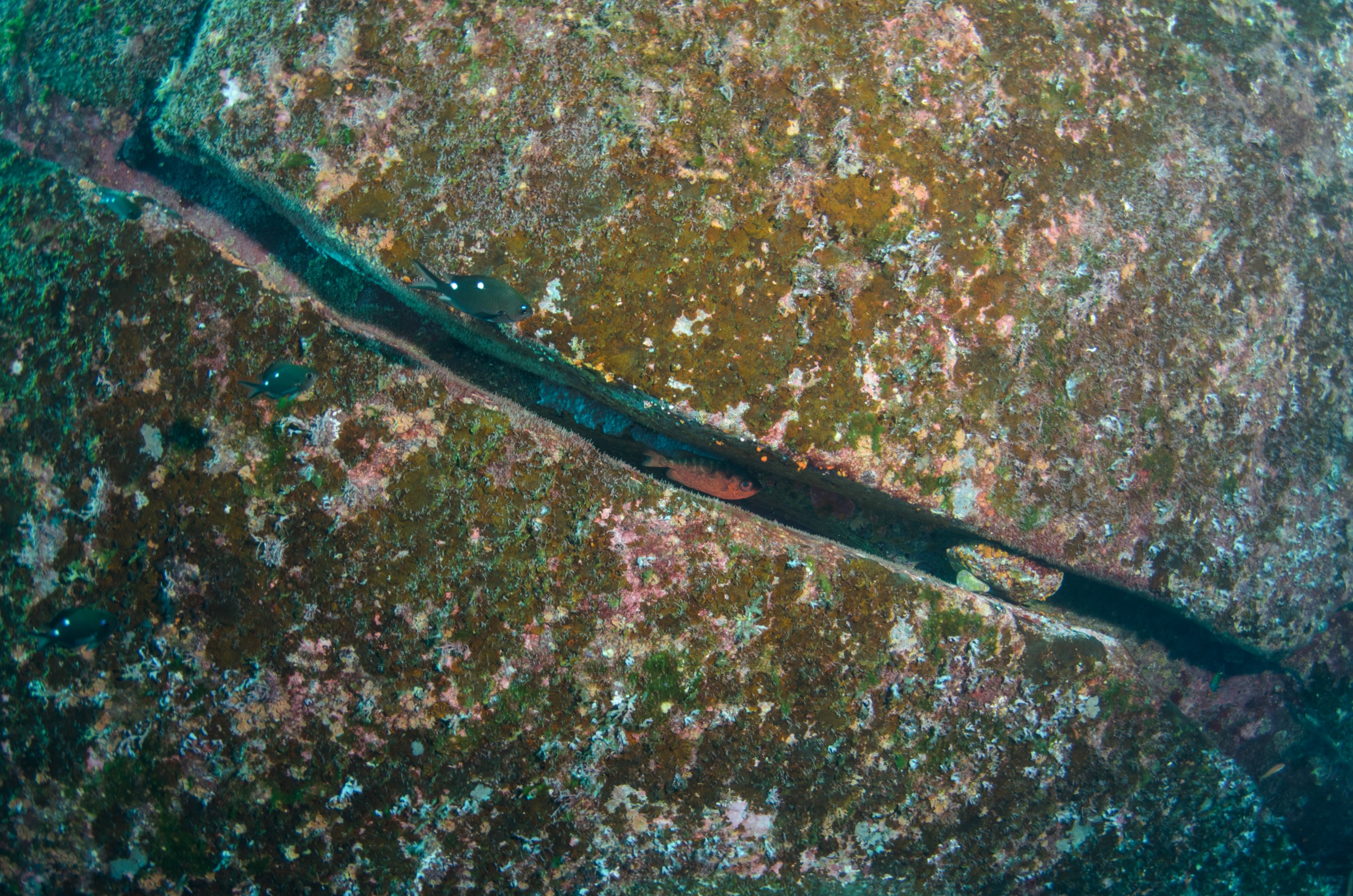 DSC_1543 – 2016, Kermadec, NIWA, New, October 16, RV, Zealand, crispin, expedition, kermadecs, marine, nz, ocean, reserve, sanctuary, seacology, seacologynz, tangaroa