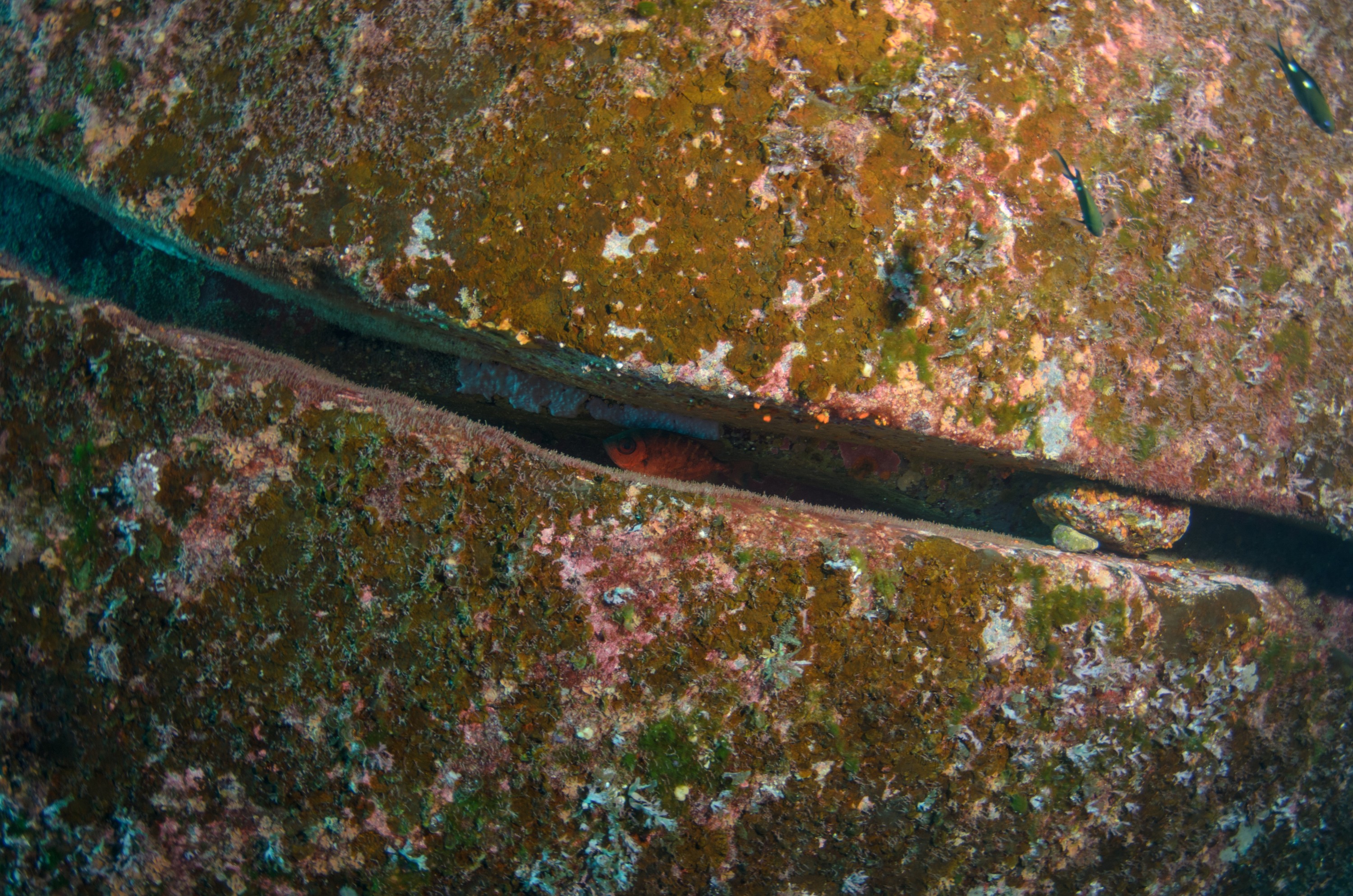 DSC_1544 – 2016, Kermadec, NIWA, New, October 16, RV, Zealand, crispin, expedition, kermadecs, marine, nz, ocean, reserve, sanctuary, seacology, seacologynz, tangaroa