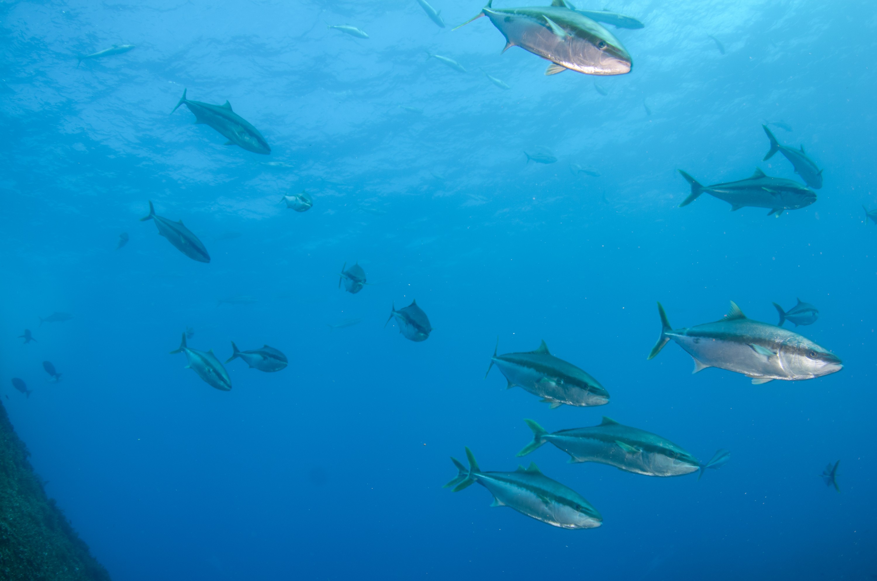 DSC_1551 – 2016, Kermadec, NIWA, New, October 16, RV, Seriola, Zealand, crispin, expedition, kermadecs, kingfish, lalandi, marine, nz, ocean, reserve, sanctuary, seacology, seacologynz, tangaroa