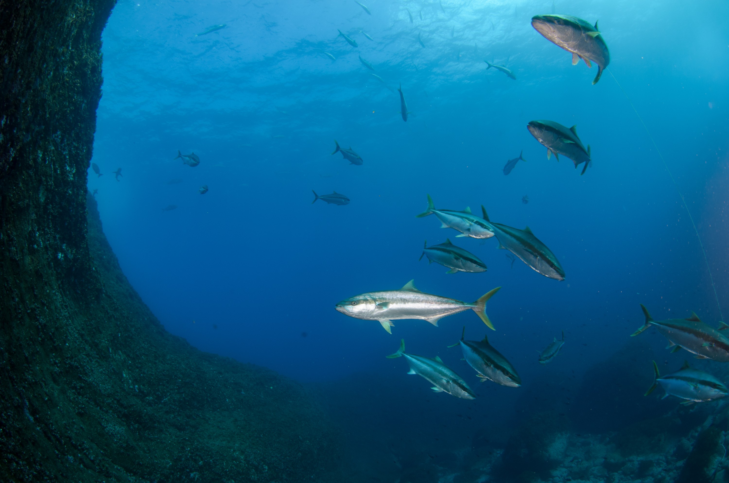 DSC_1552 – 2016, Kermadec, NIWA, New, October 16, RV, Seriola, Zealand, crispin, expedition, kermadecs, kingfish, lalandi, marine, nz, ocean, reserve, sanctuary, seacology, seacologynz, tangaroa