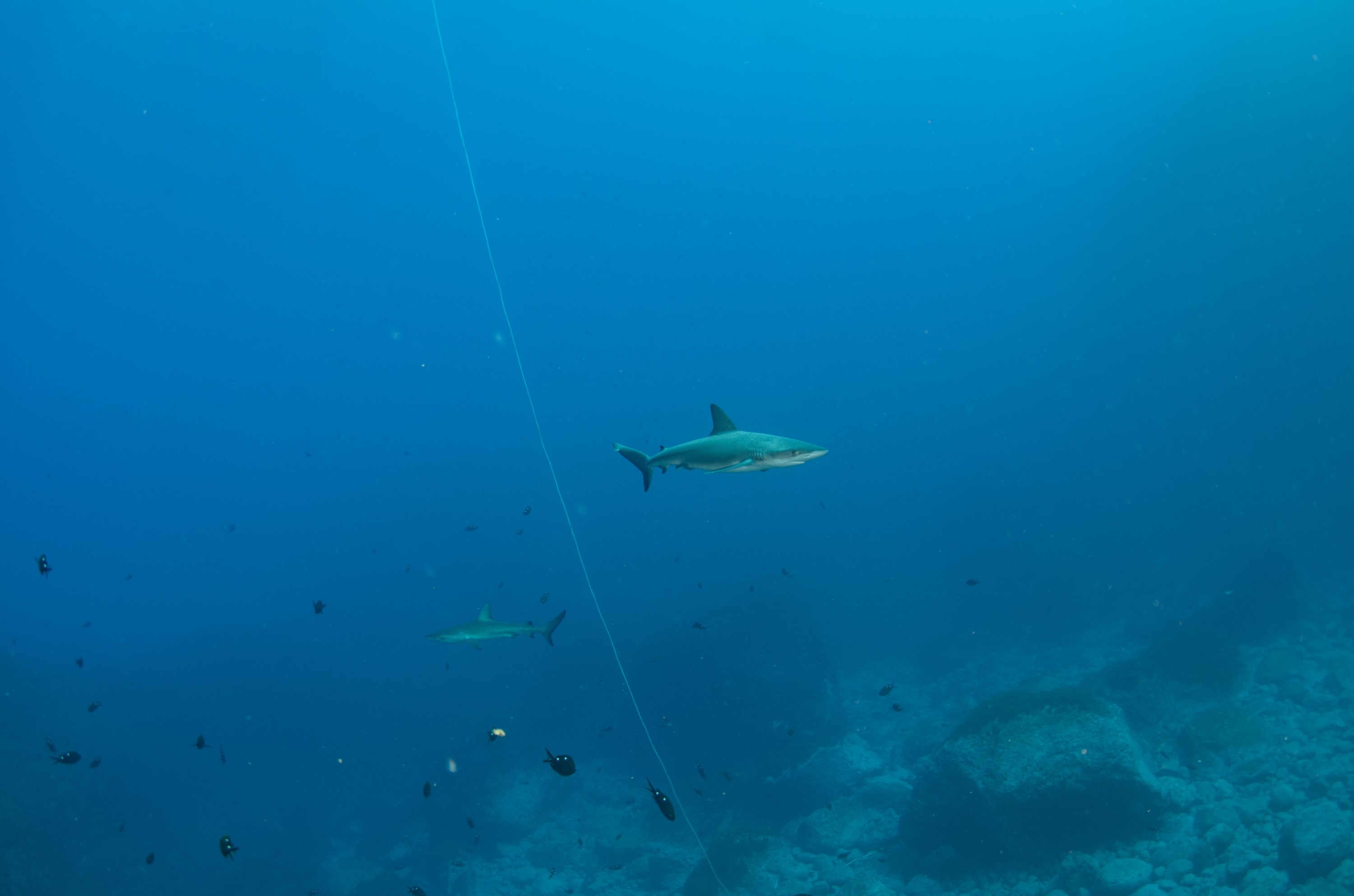 DSC_1567 – 2016, Kermadec, NIWA, New, October 16, RV, Zealand, crispin, expedition, kermadecs, marine, nz, ocean, reserve, sanctuary, seacology, seacologynz, tangaroa