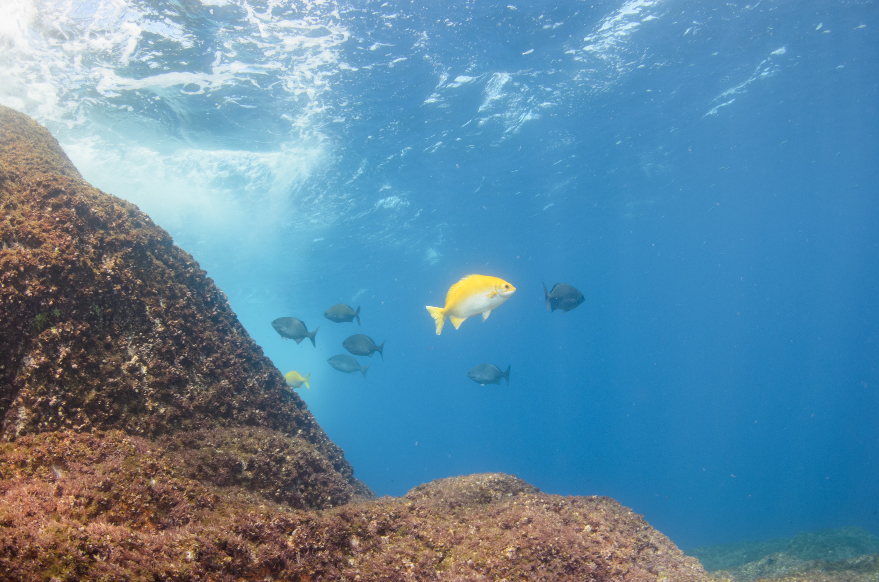 DSC_1616 – 2016, Kermadec, NIWA, New, October 16, RV, Zealand, crispin, expedition, kermadecs, marine, nz, ocean, reserve, sanctuary, seacology, seacologynz, tangaroa