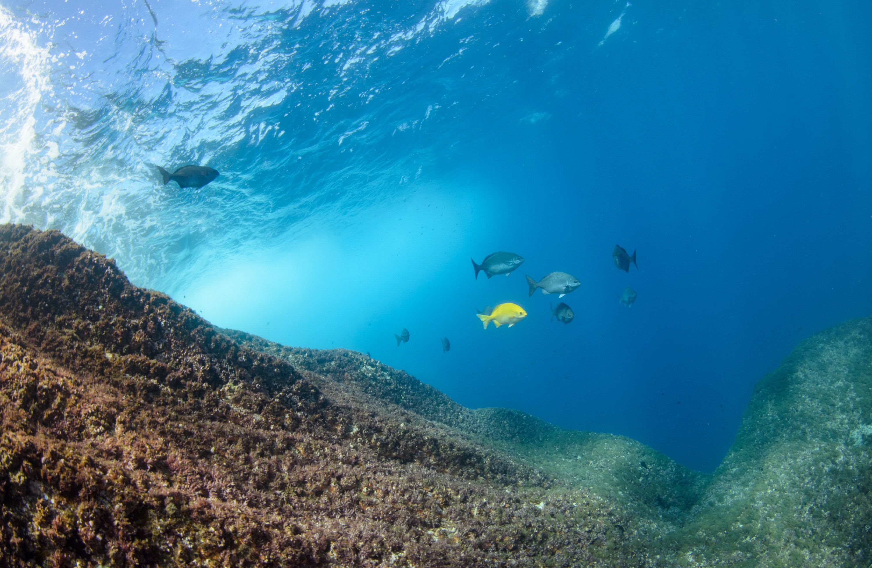 DSC_1621 – 2016, Kermadec, NIWA, New, October 16, RV, Zealand, crispin, expedition, kermadecs, marine, nz, ocean, reserve, sanctuary, seacology, seacologynz, tangaroa
