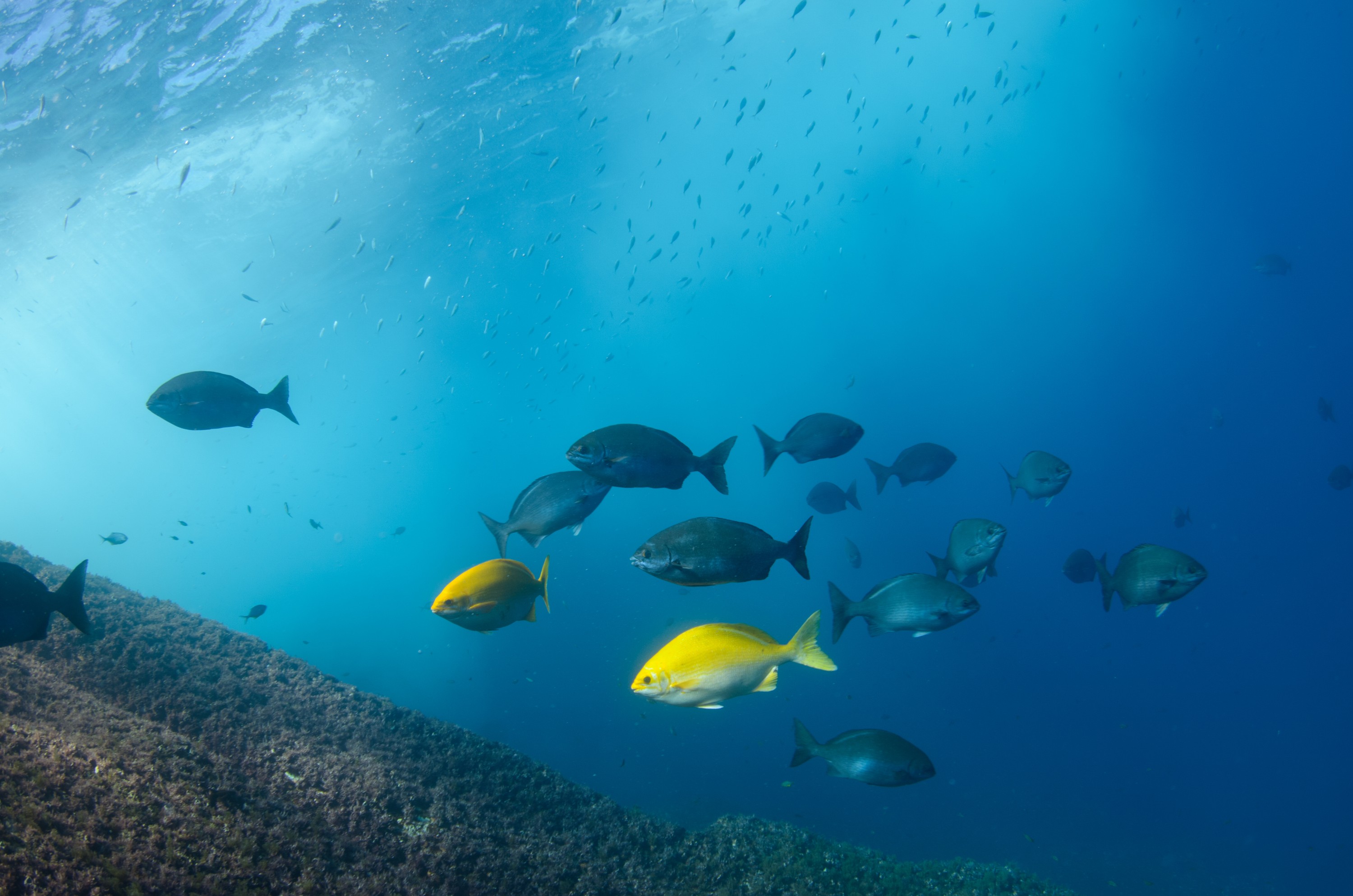 DSC_1630 – 2016, Kermadec, NIWA, New, October 16, RV, Zealand, crispin, expedition, kermadecs, marine, nz, ocean, reserve, sanctuary, seacology, seacologynz, tangaroa
