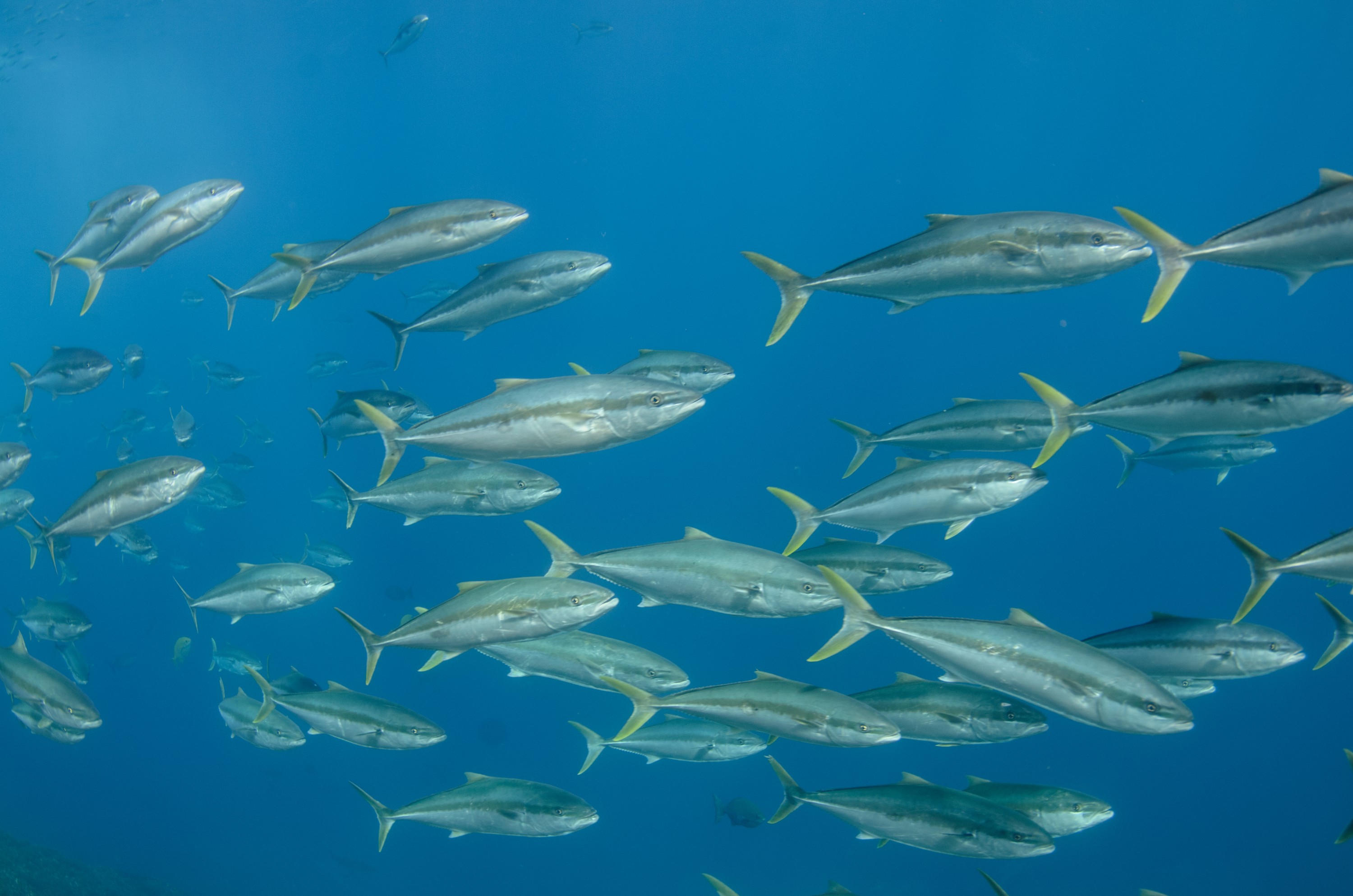 DSC_1637 – 2016, Kermadec, NIWA, New, October 16, RV, Seriola, Zealand, crispin, expedition, kermadecs, kingfish, lalandi, marine, nz, ocean, reserve, sanctuary, seacology, seacologynz, tangaroa