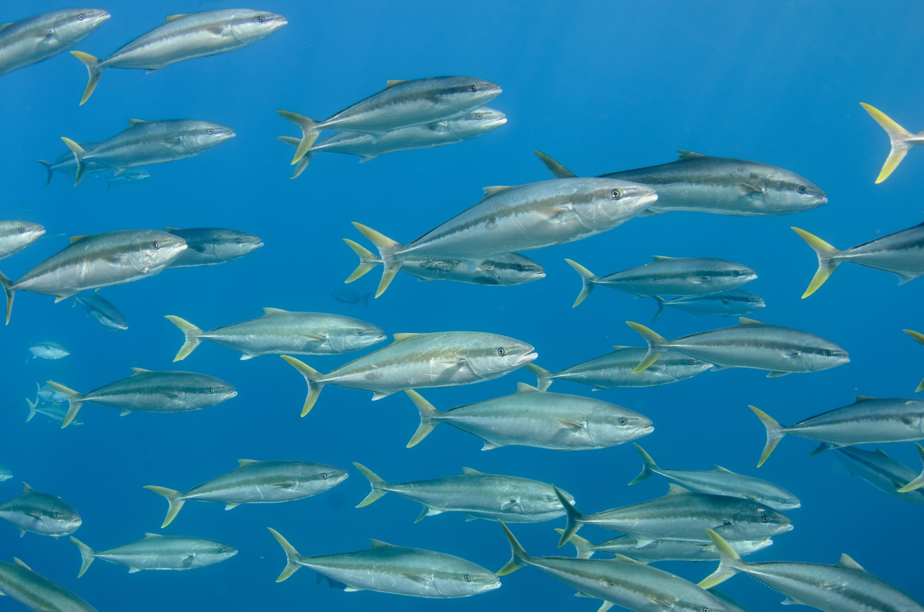 DSC_1638 – 2016, Kermadec, NIWA, New, October 16, RV, Seriola, Zealand, crispin, expedition, kermadecs, kingfish, lalandi, marine, nz, ocean, reserve, sanctuary, seacology, seacologynz, tangaroa