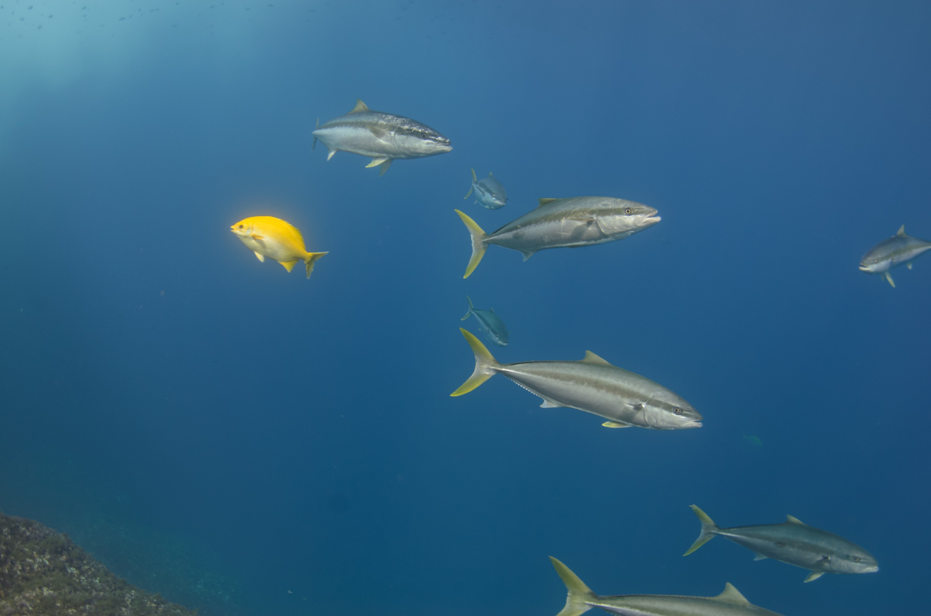 DSC_1647 – 2016, Kermadec, NIWA, New, October 16, RV, Seriola, Zealand, crispin, expedition, kermadecs, kingfish, lalandi, marine, nz, ocean, reserve, sanctuary, seacology, seacologynz, tangaroa