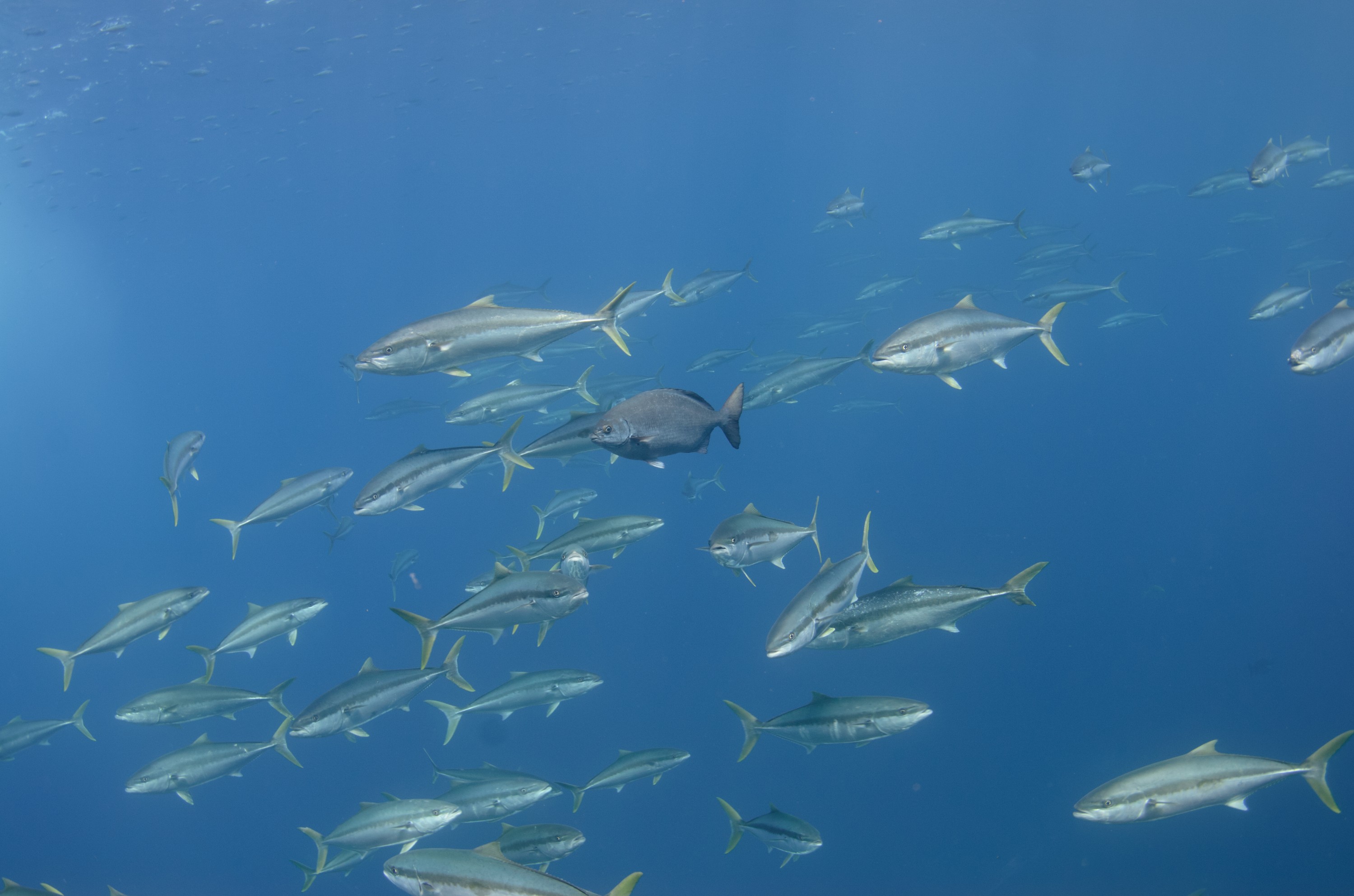 DSC_1650 – 2016, Kermadec, NIWA, New, October 16, RV, Seriola, Zealand, crispin, expedition, kermadecs, kingfish, lalandi, marine, nz, ocean, reserve, sanctuary, seacology, seacologynz, tangaroa