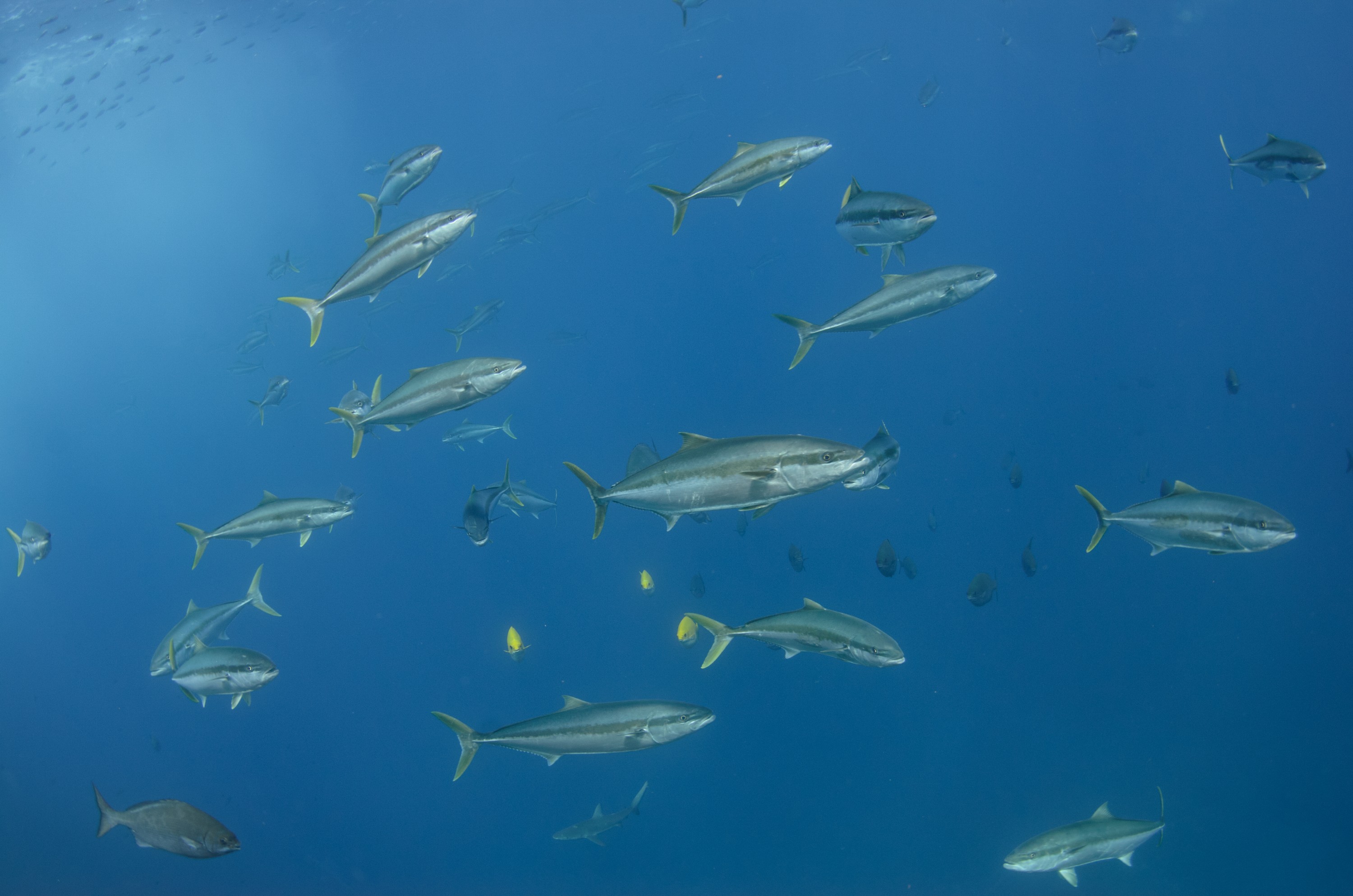 DSC_1654 – 2016, Kermadec, NIWA, New, October 16, RV, Seriola, Zealand, crispin, expedition, kermadecs, kingfish, lalandi, marine, nz, ocean, reserve, sanctuary, seacology, seacologynz, tangaroa