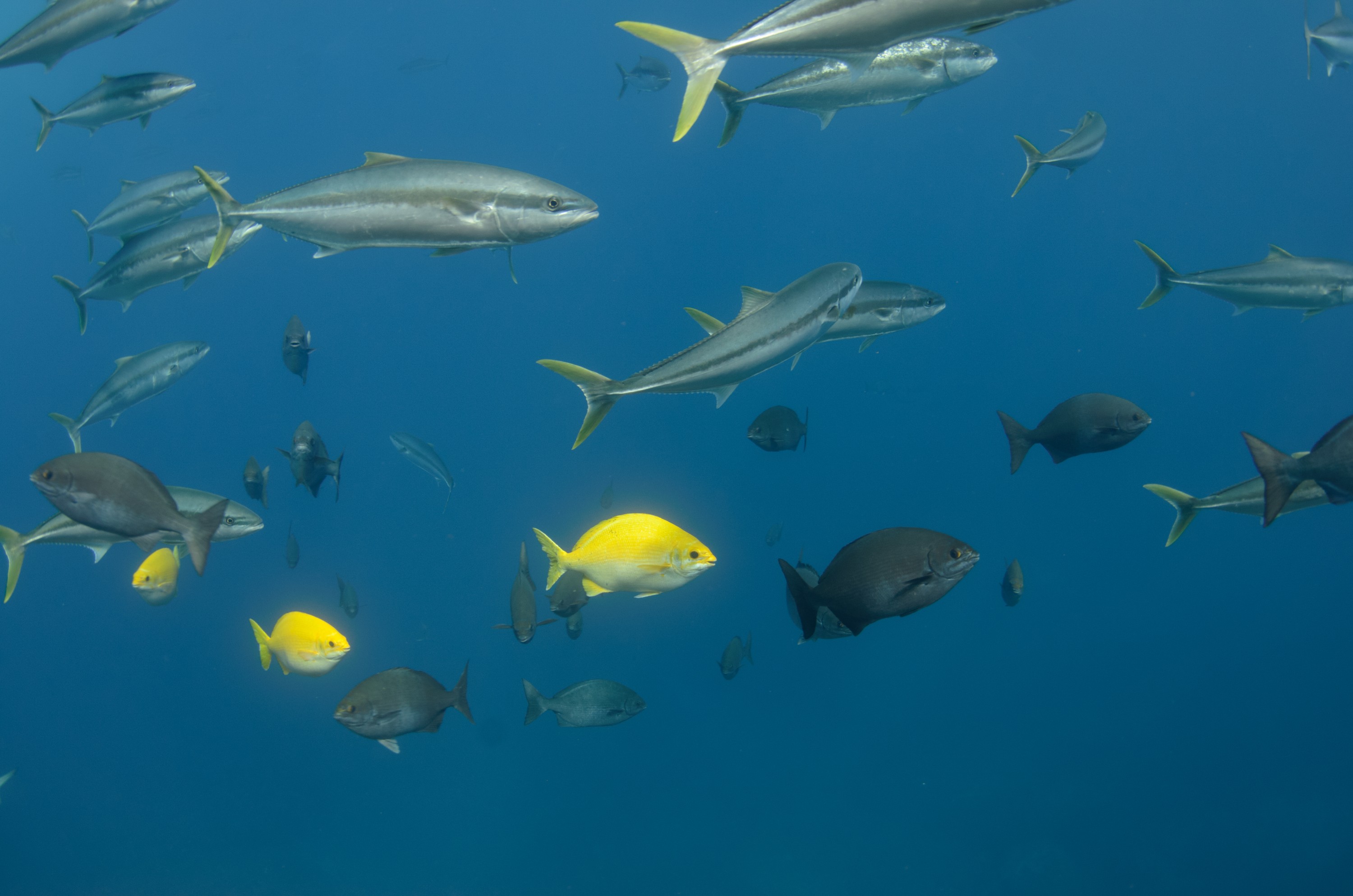 DSC_1656 – 2016, Kermadec, NIWA, New, October 16, RV, Seriola, Zealand, crispin, expedition, kermadecs, kingfish, lalandi, marine, nz, ocean, reserve, sanctuary, seacology, seacologynz, tangaroa