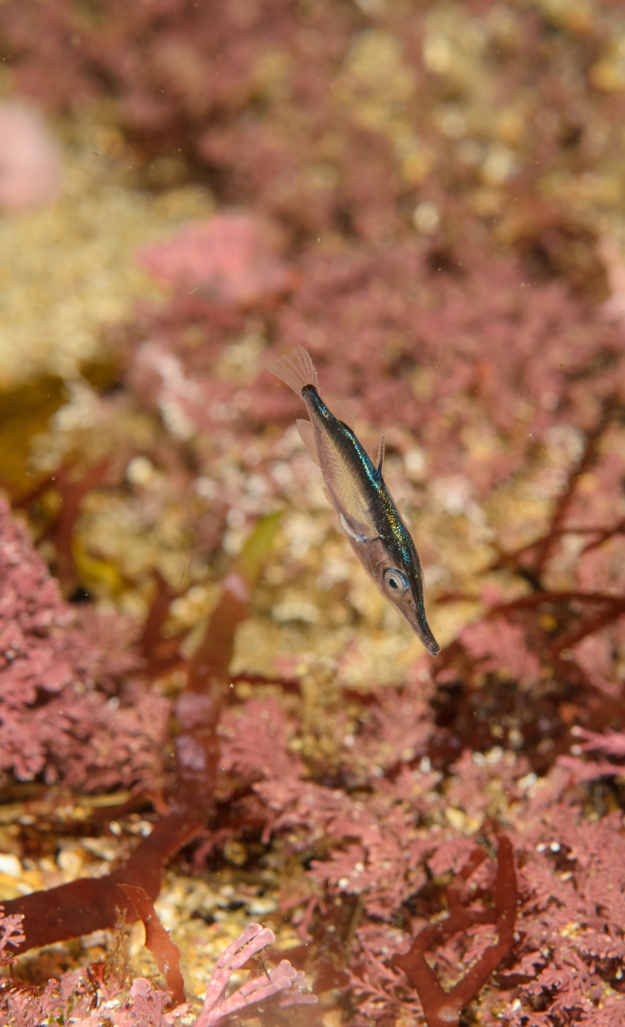 DSC_1973-2