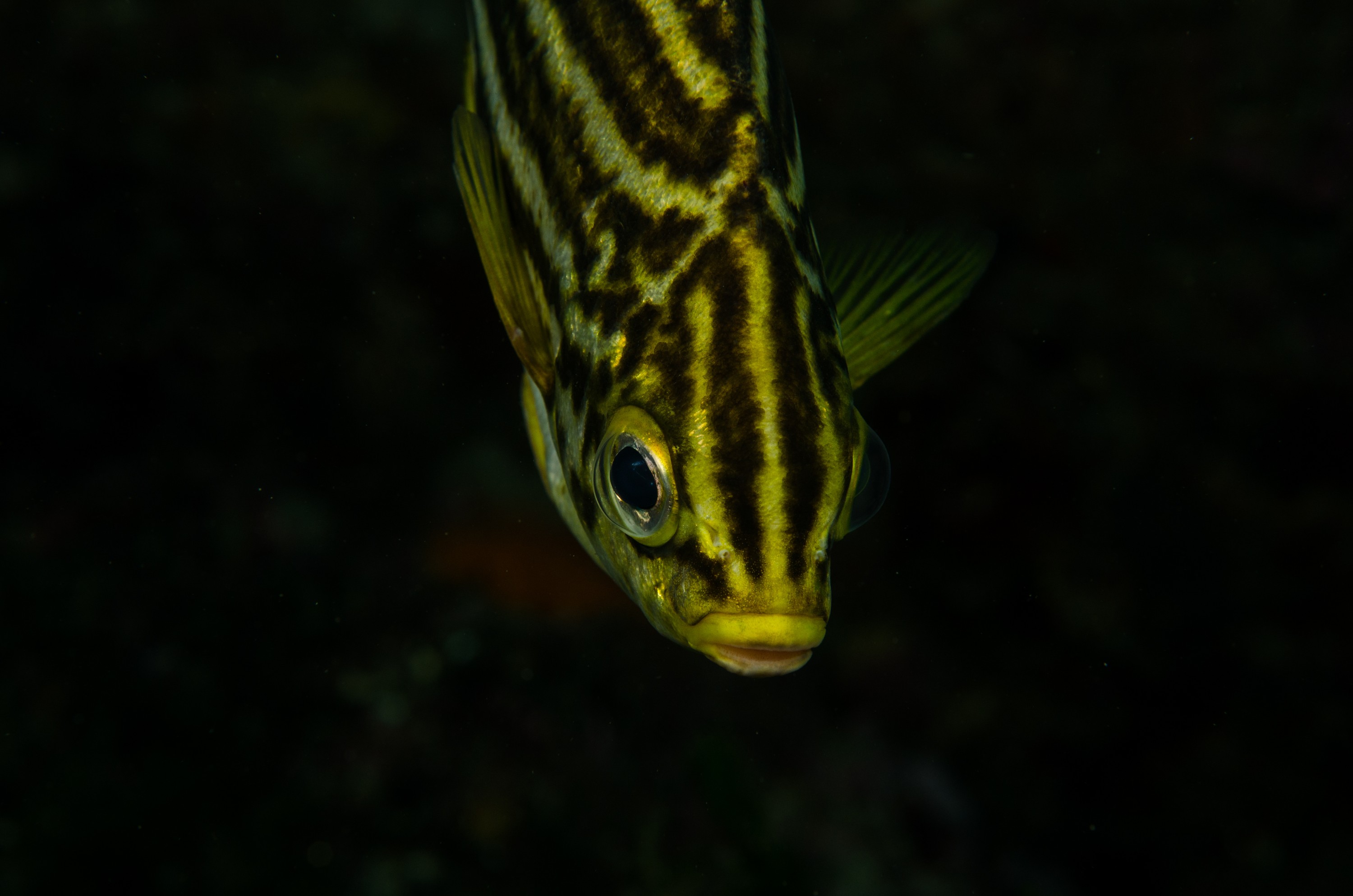 DSC_4570