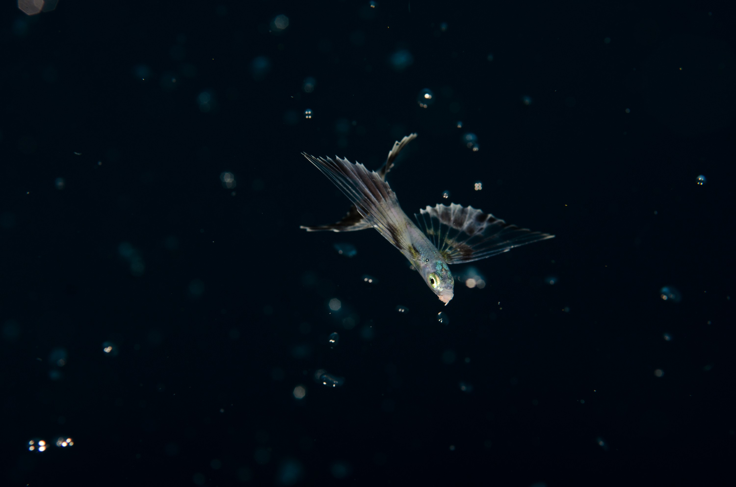 DSC_6080