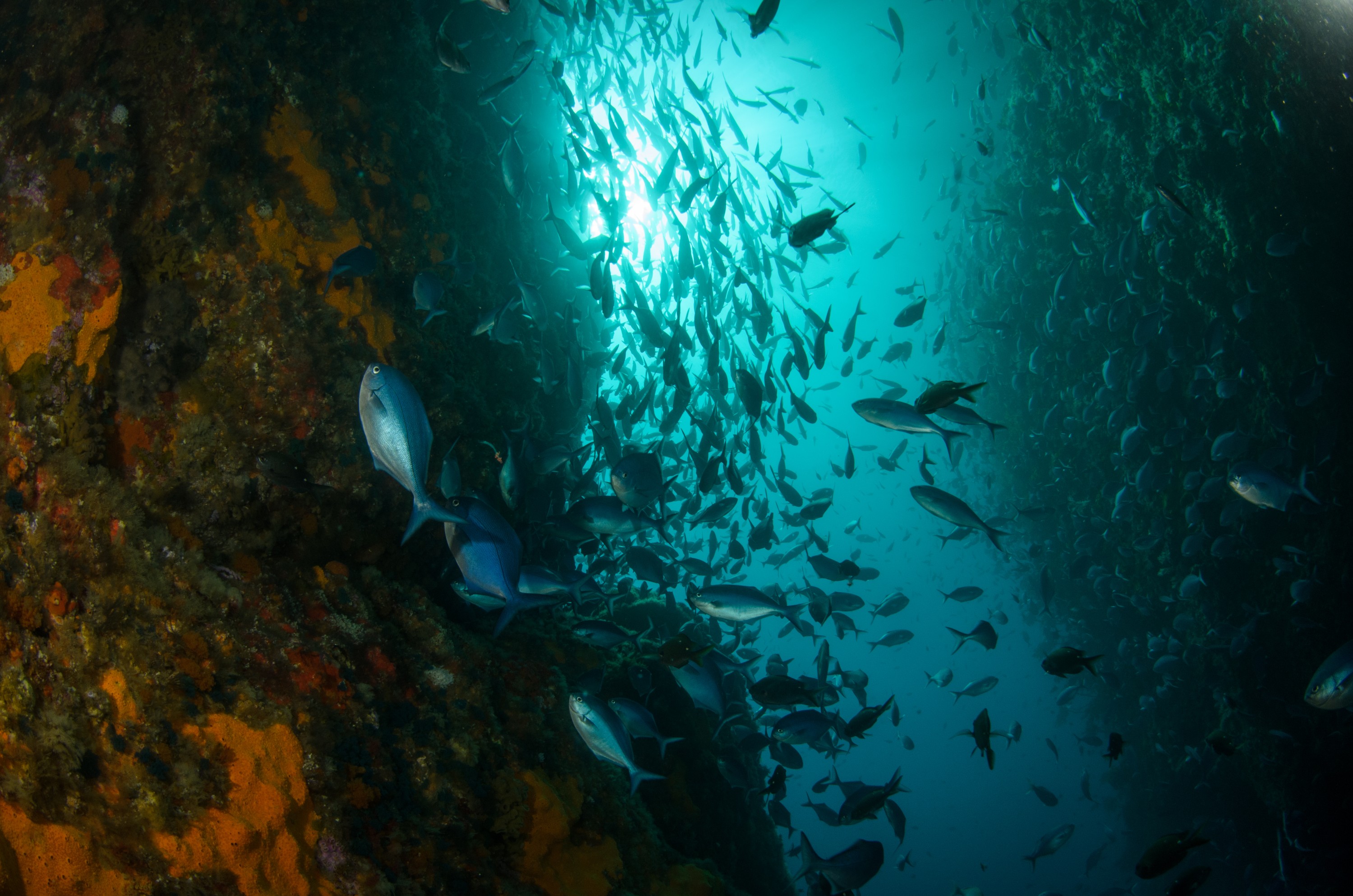 DSC_7682 – Crispin, PKI010916, Scorpis, arch, blue, knights, mao, marine, new, northern, nz, poor, reserve, violacea, zealand