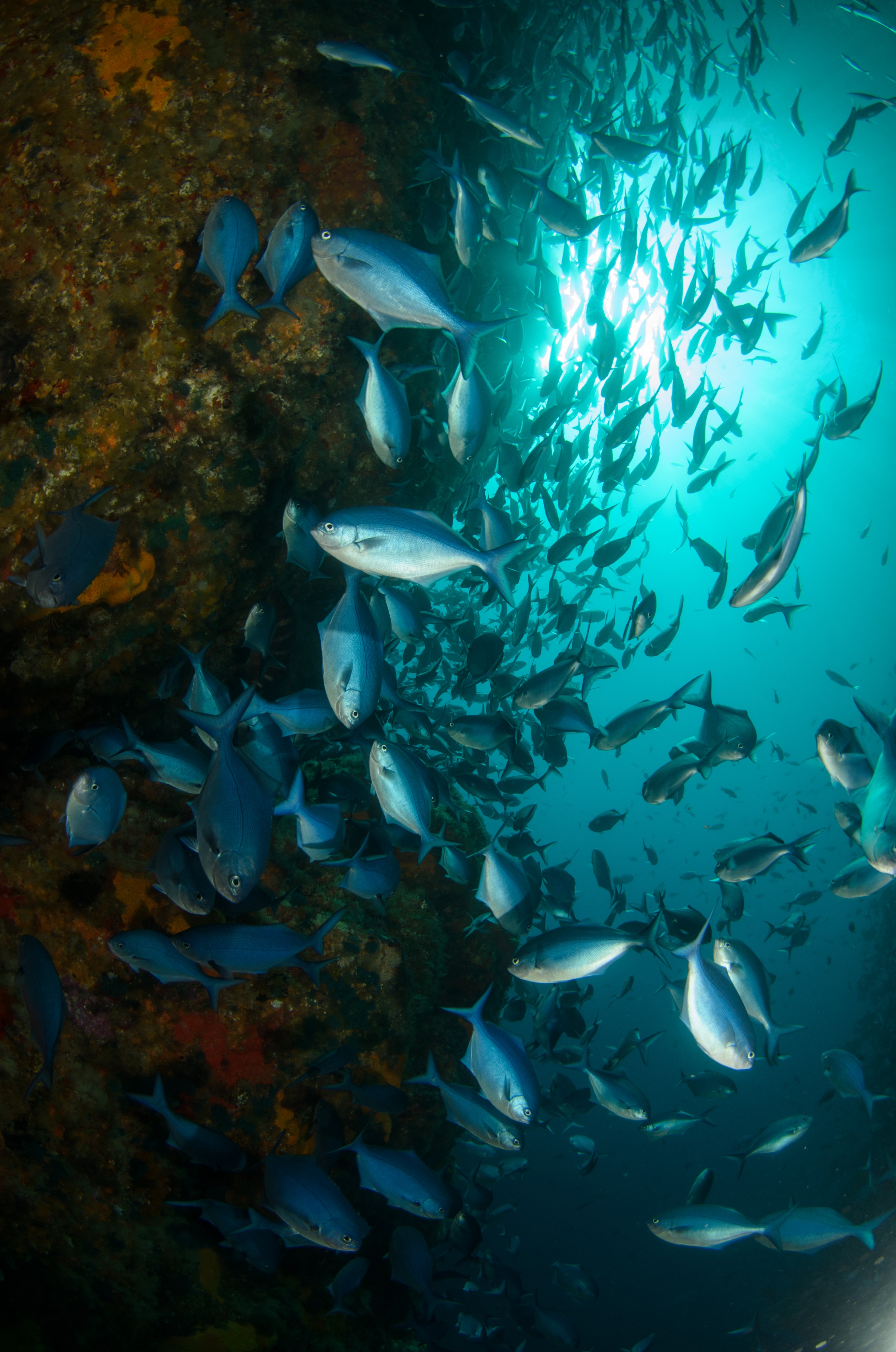 DSC_7691 – Crispin, PKI010916, Scorpis, arch, blue, knights, mao, marine, new, northern, nz, poor, reserve, violacea, zealand