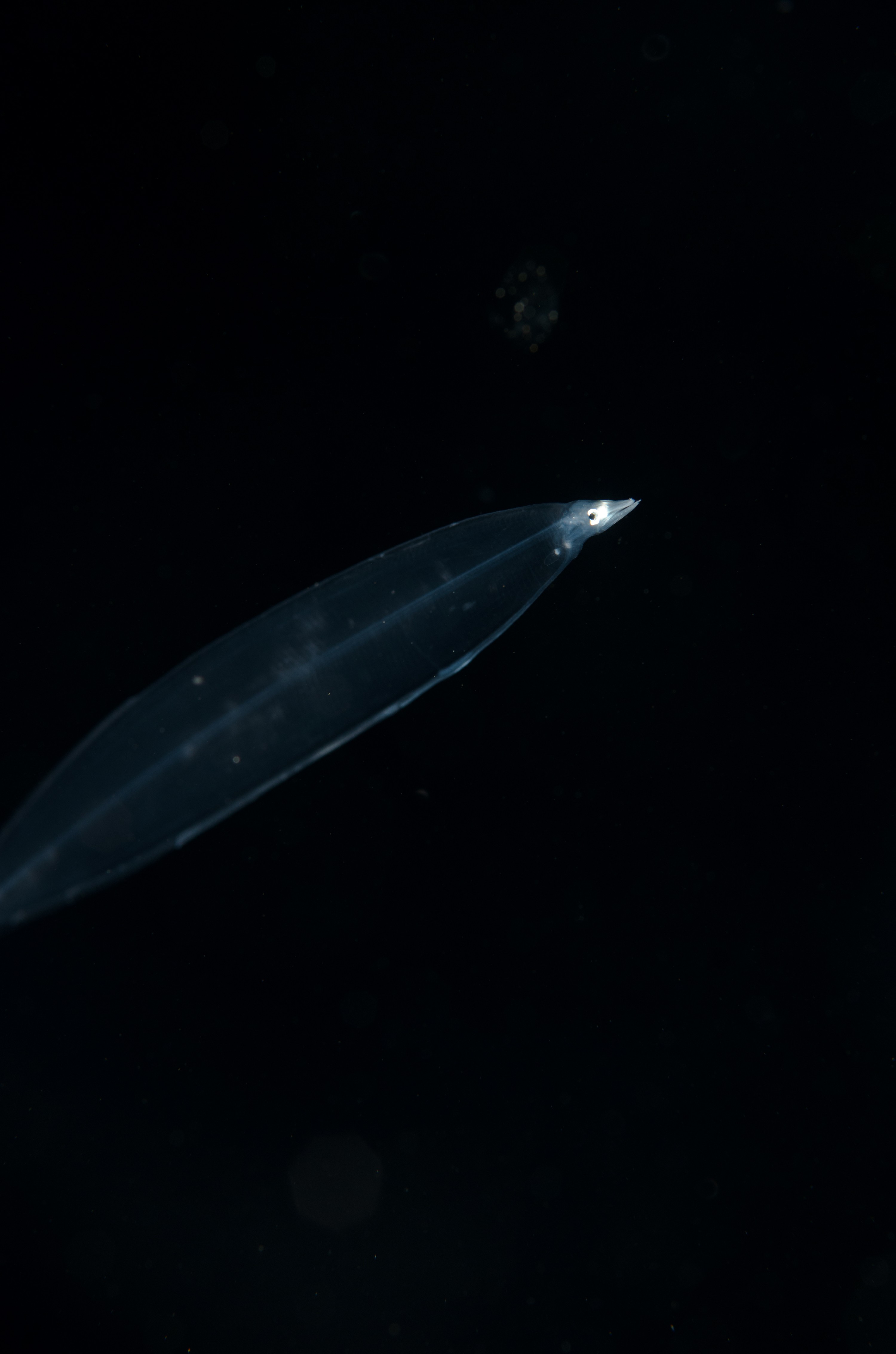 DSC_7801 – Crispin, PKI010916, eel, knights, larva, leptocephalus, marine, new, nz, pelagic, poor, reserve, transparent, underwater, www.seacologynz.com, zealand
