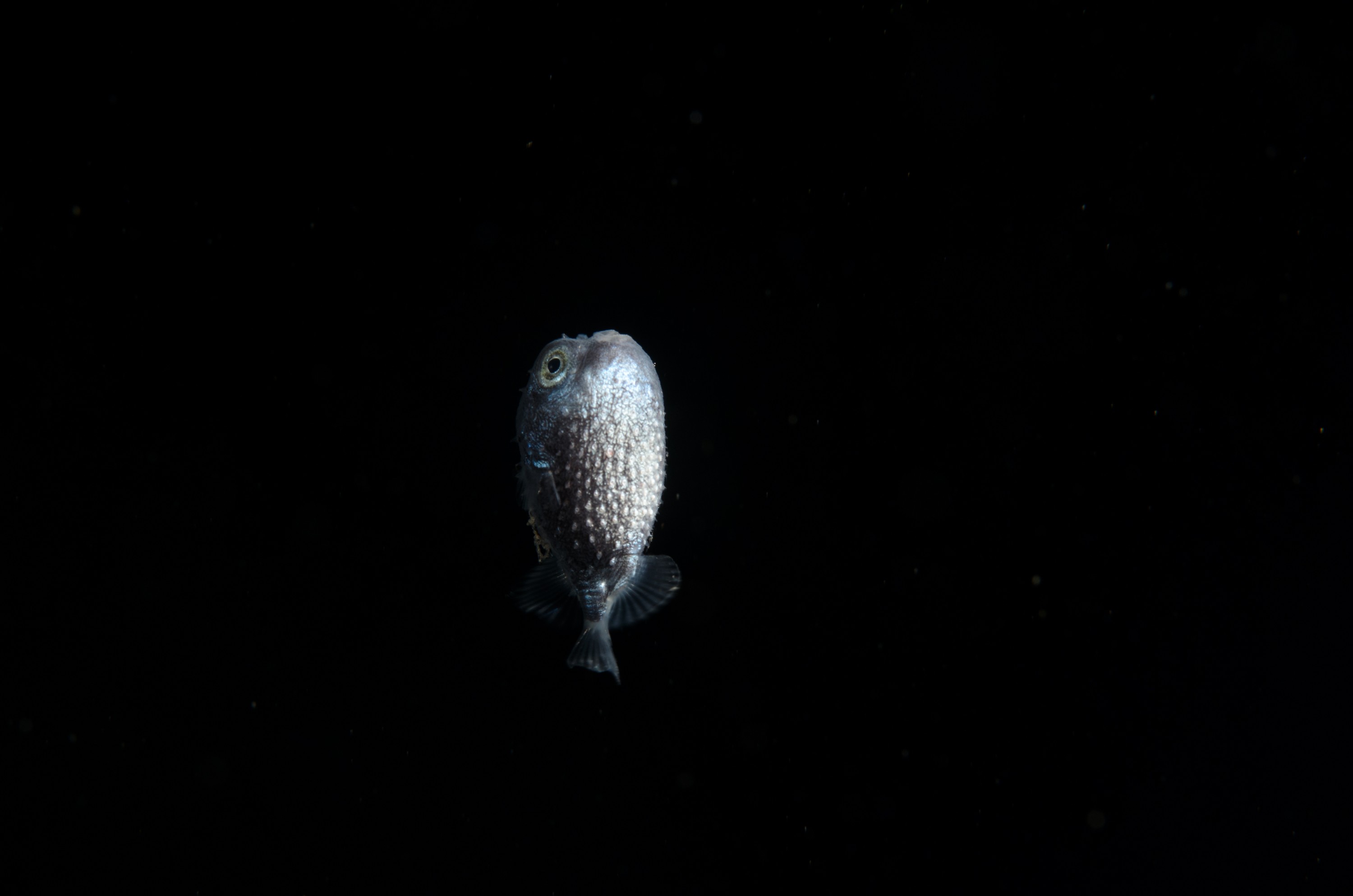 DSC_8043 – Crispin, PKI010916, juvenile, knights, marine, new, nz, pelagic, poor, rare, reserve, starry, toado, underwater, www.seacologynz.com, zealand