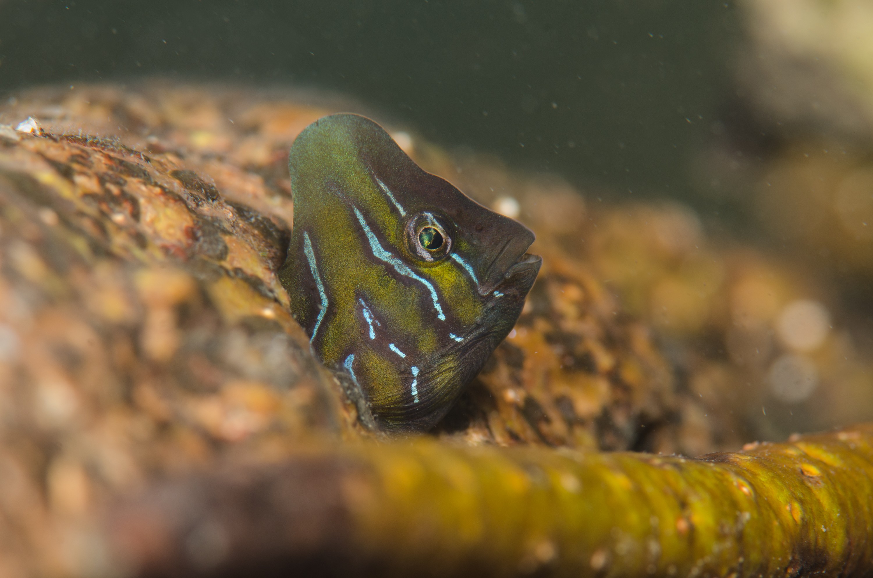 DSC_8400 – Australian, Omobranchus anolius, blenny, crispin, estuary, matapouri, new, nz, oyster, zealand