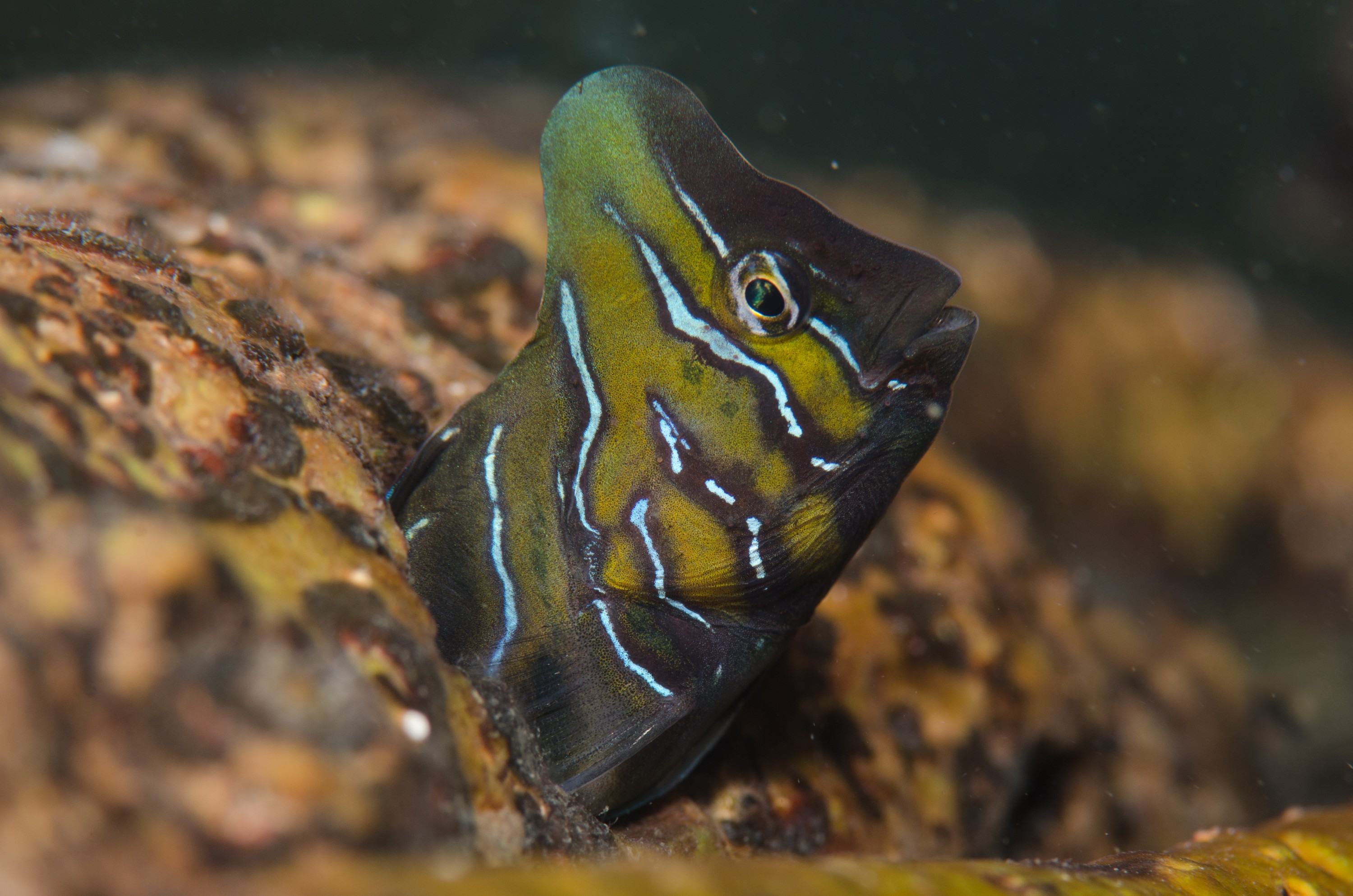 DSC_8407 – Australian, Omobranchus anolius, blenny, crispin, estuary, matapouri, new, nz, oyster, zealand