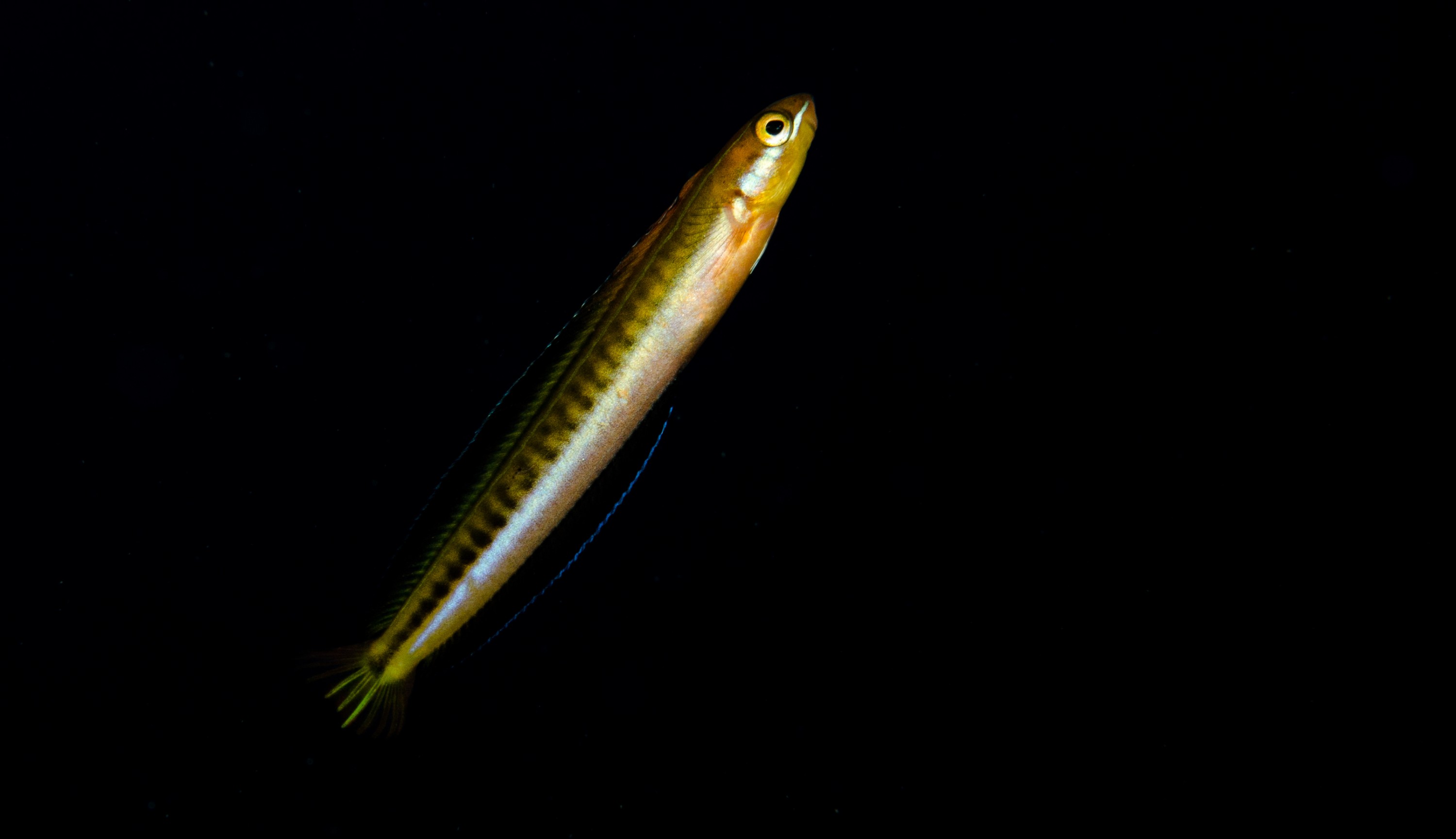 DSC_8409