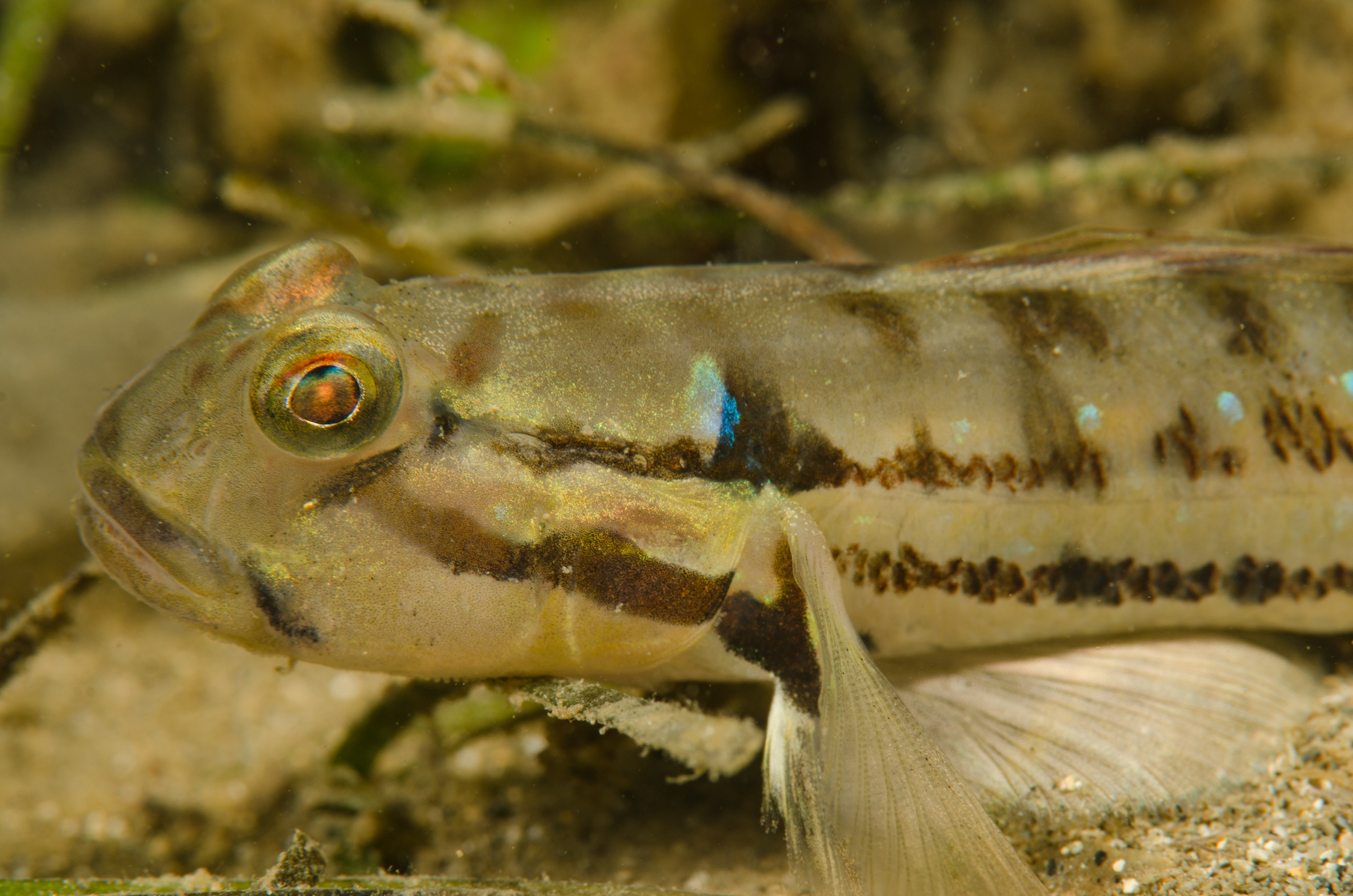 DSC_8457 – Arenigobius bifrenatus, Australian, bridled, crispin, estuary, goby, matapouri, new, nz, zealand