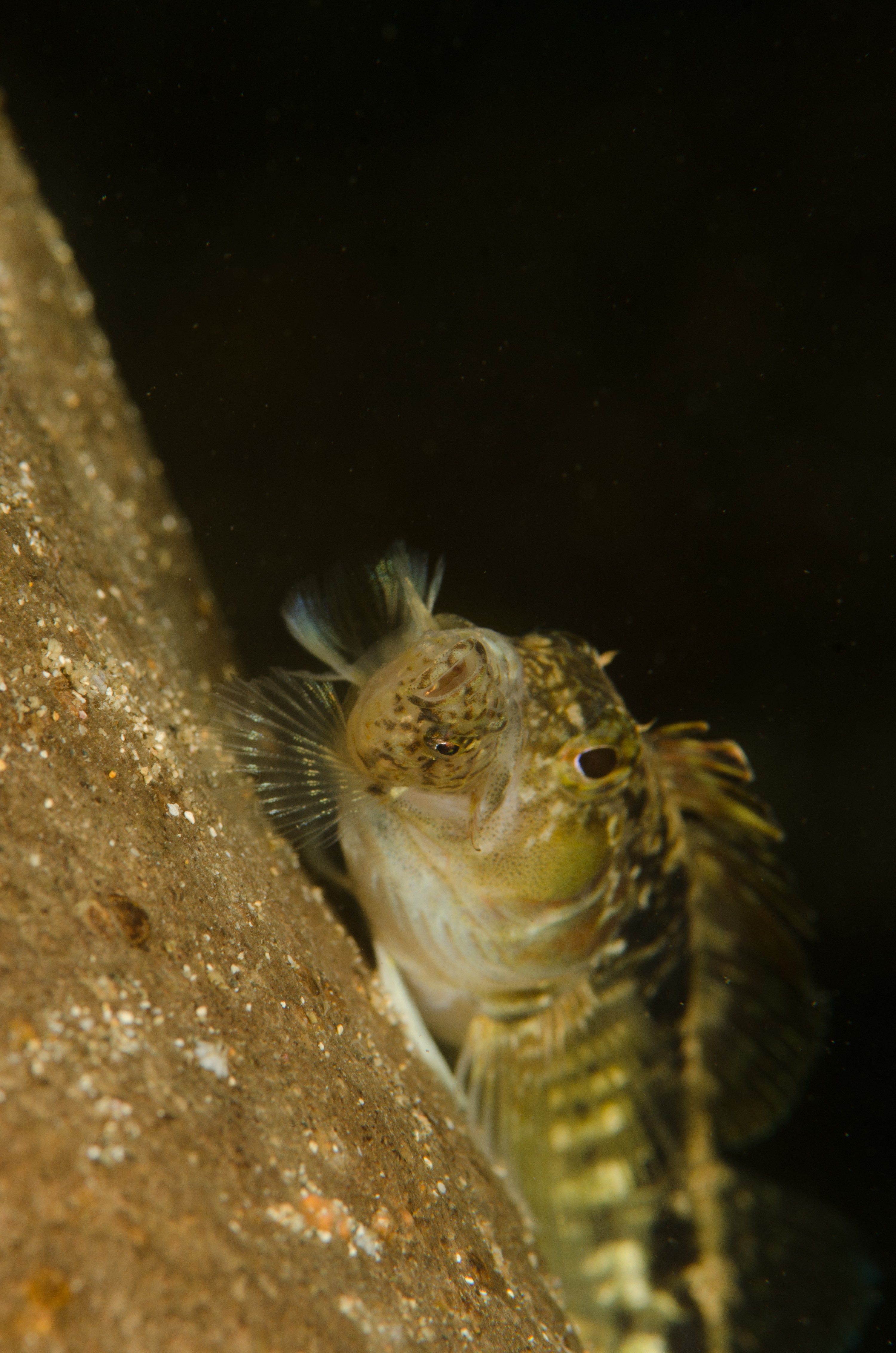 DSC_8508 – Estuarine, Triplefin, crispin, estuary, matapouri, new, nz, zealand