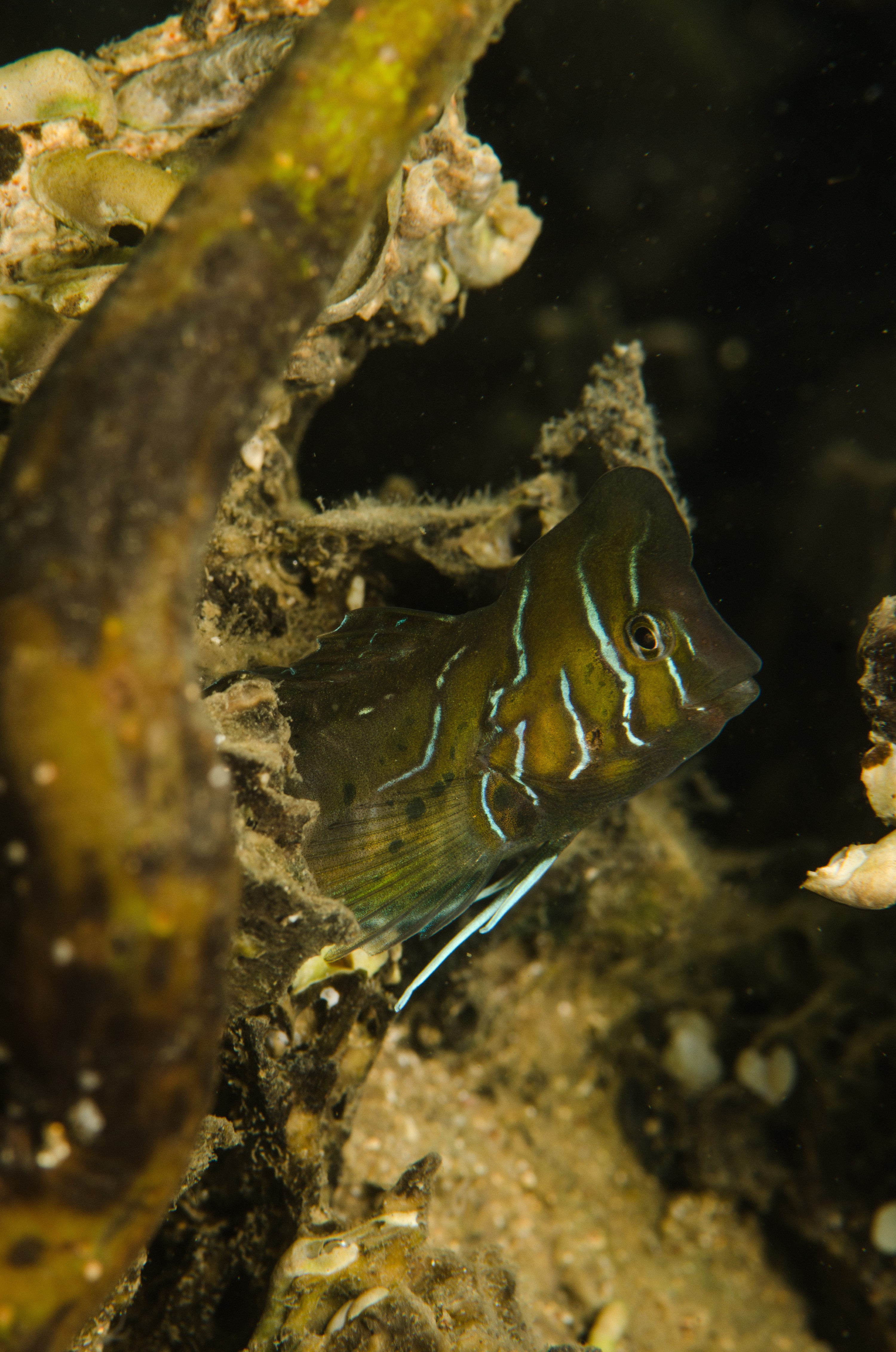 DSC_8529 – Australian, Omobranchus anolius, blenny, crispin, estuary, matapouri, new, nz, oyster, zealand