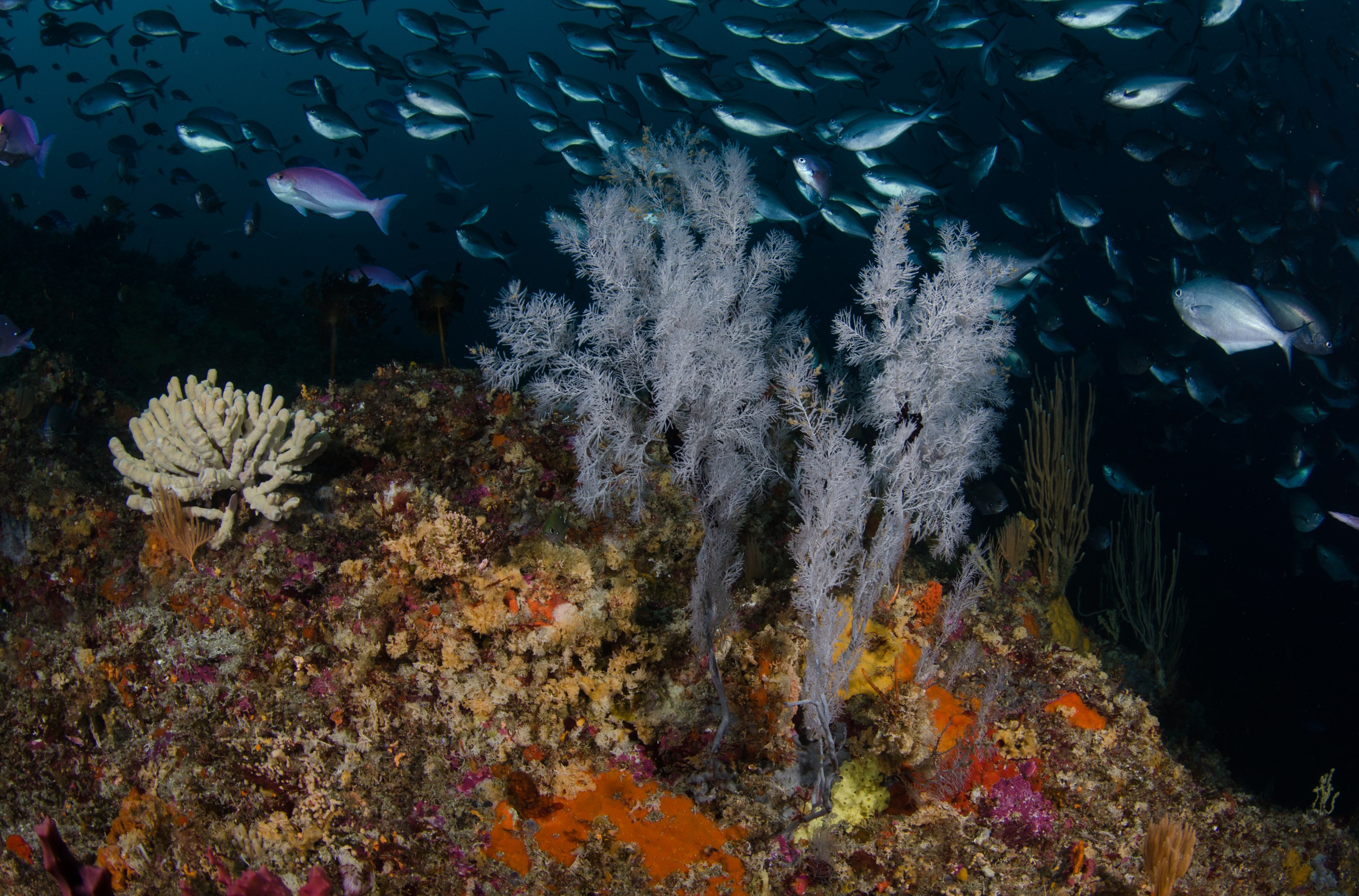 DSC_9136 – Antipatharia, black, coral, crispin, deep, knights, marine, new, nz, poor, reserve, zealand