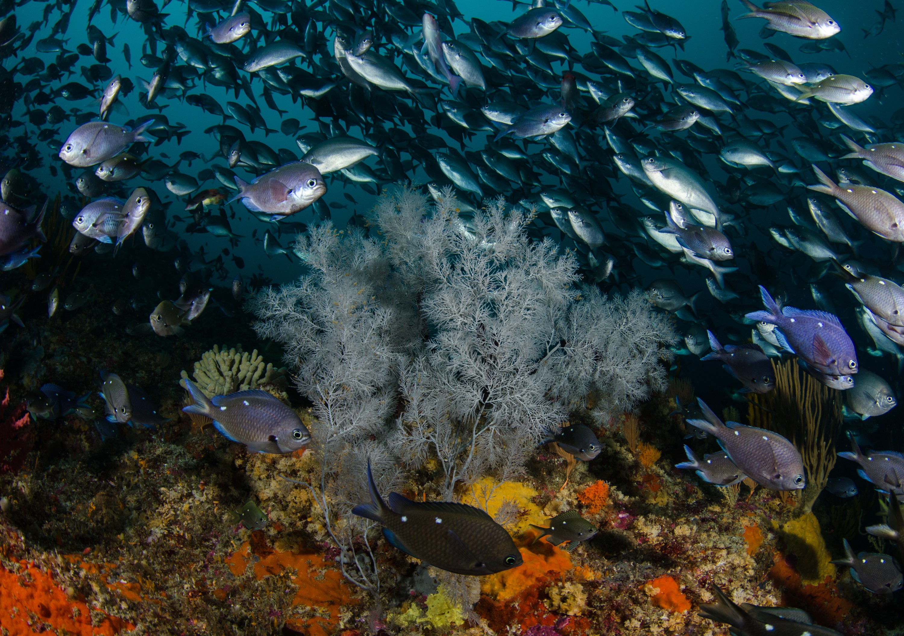 DSC_9138 – Antipatharia, black, coral, crispin, deep, knights, marine, new, nz, poor, reserve, zealand