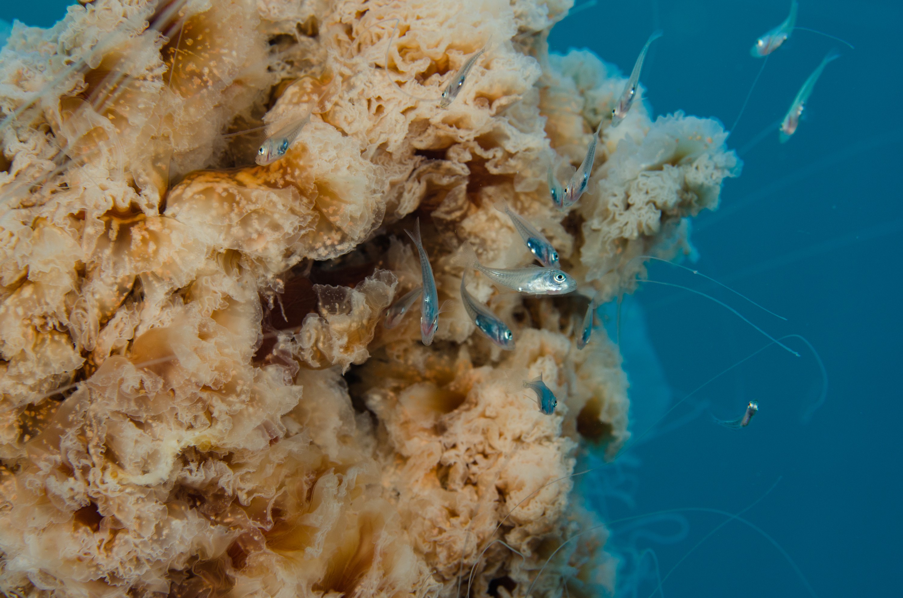 DSC_9408 – Cyanea, Jellyfish, Lion's, Lions, Lionsmane, Mane, Poor, crispin, jelly, knights, marine, new, northland, nz, reserve, zealand