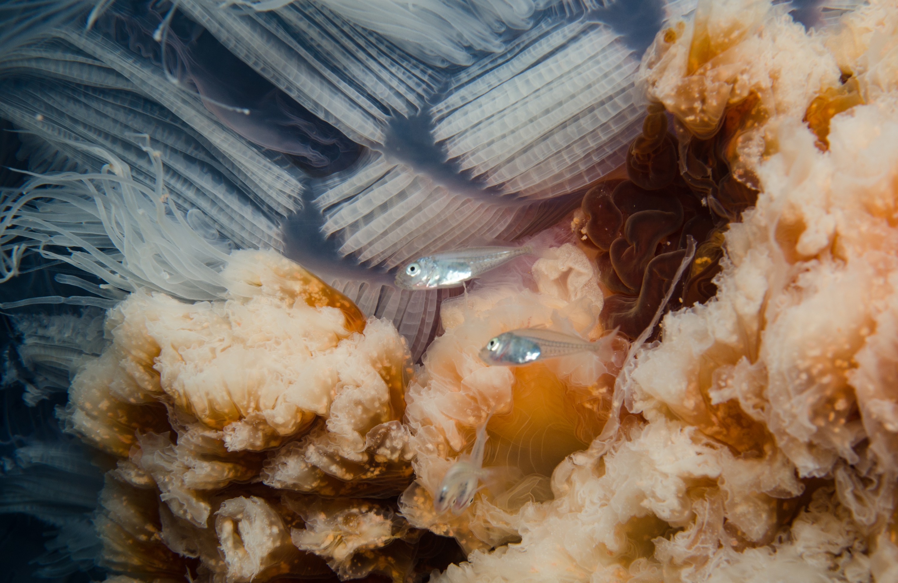 DSC_9418 – Cyanea, Jellyfish, Lion's, Lions, Lionsmane, Mane, Poor, crispin, jelly, knights, marine, new, northland, nz, reserve, zealand
