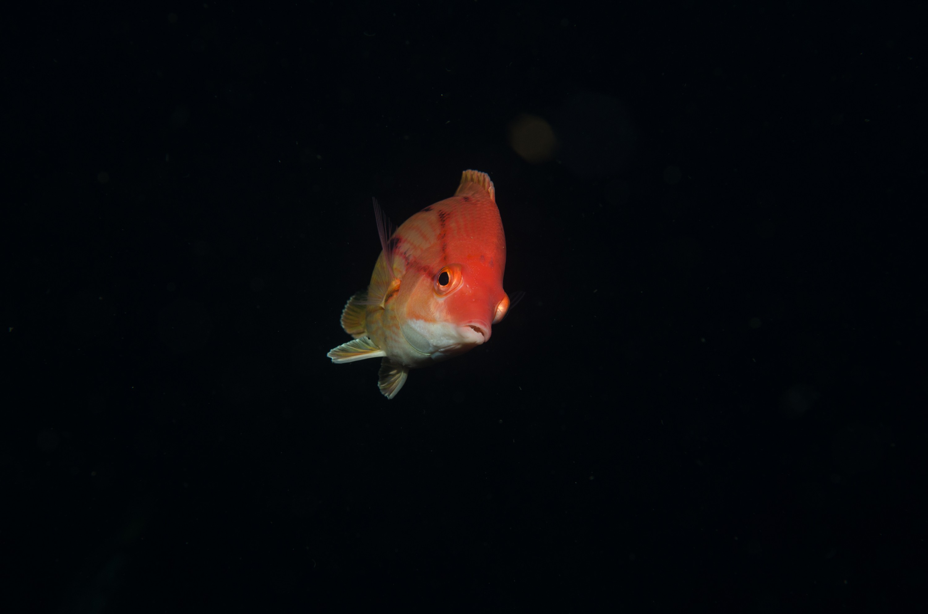DSC_9429 – Bodianus unimaculatus, Poor, Red Pigfish, crispin, fish, knights, marine, new, northland, nz, pig, red, reserve, zealand