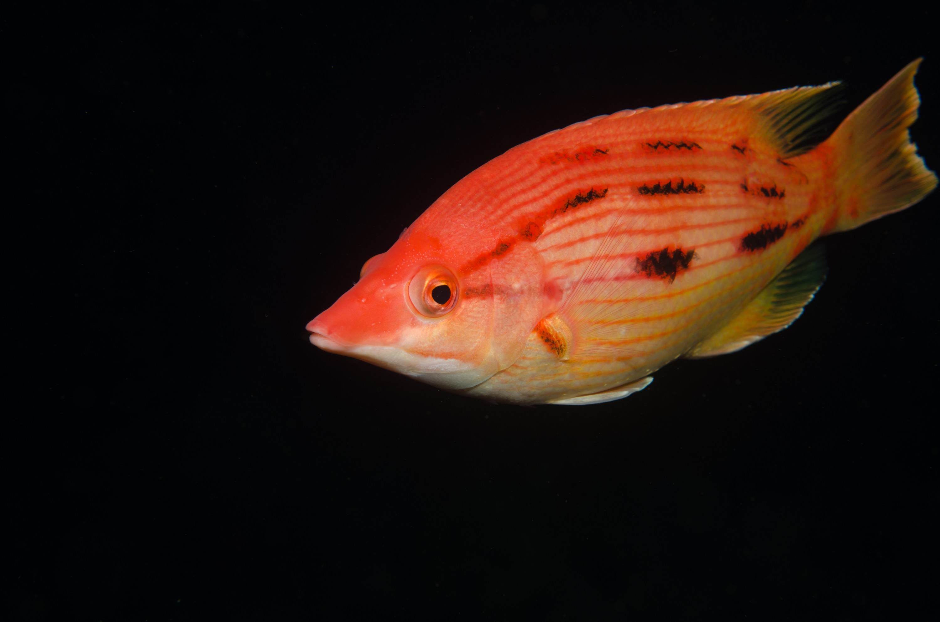 DSC_9430 – Bodianus unimaculatus, Poor, Red Pigfish, crispin, fish, knights, marine, new, northland, nz, pig, red, reserve, zealand
