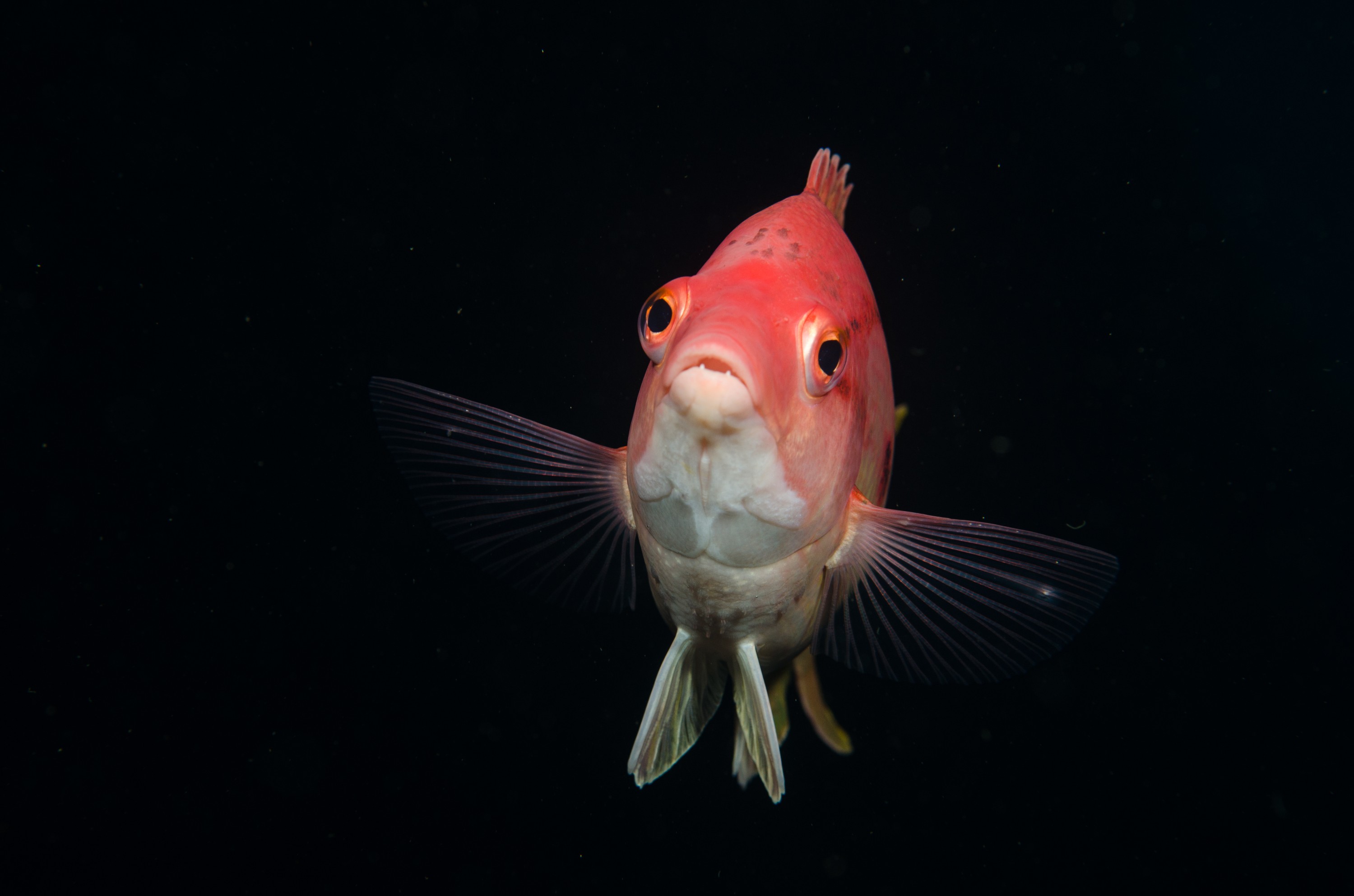 DSC_9431 – Bodianus unimaculatus, Poor, Red Pigfish, crispin, fish, knights, marine, new, northland, nz, pig, red, reserve, zealand